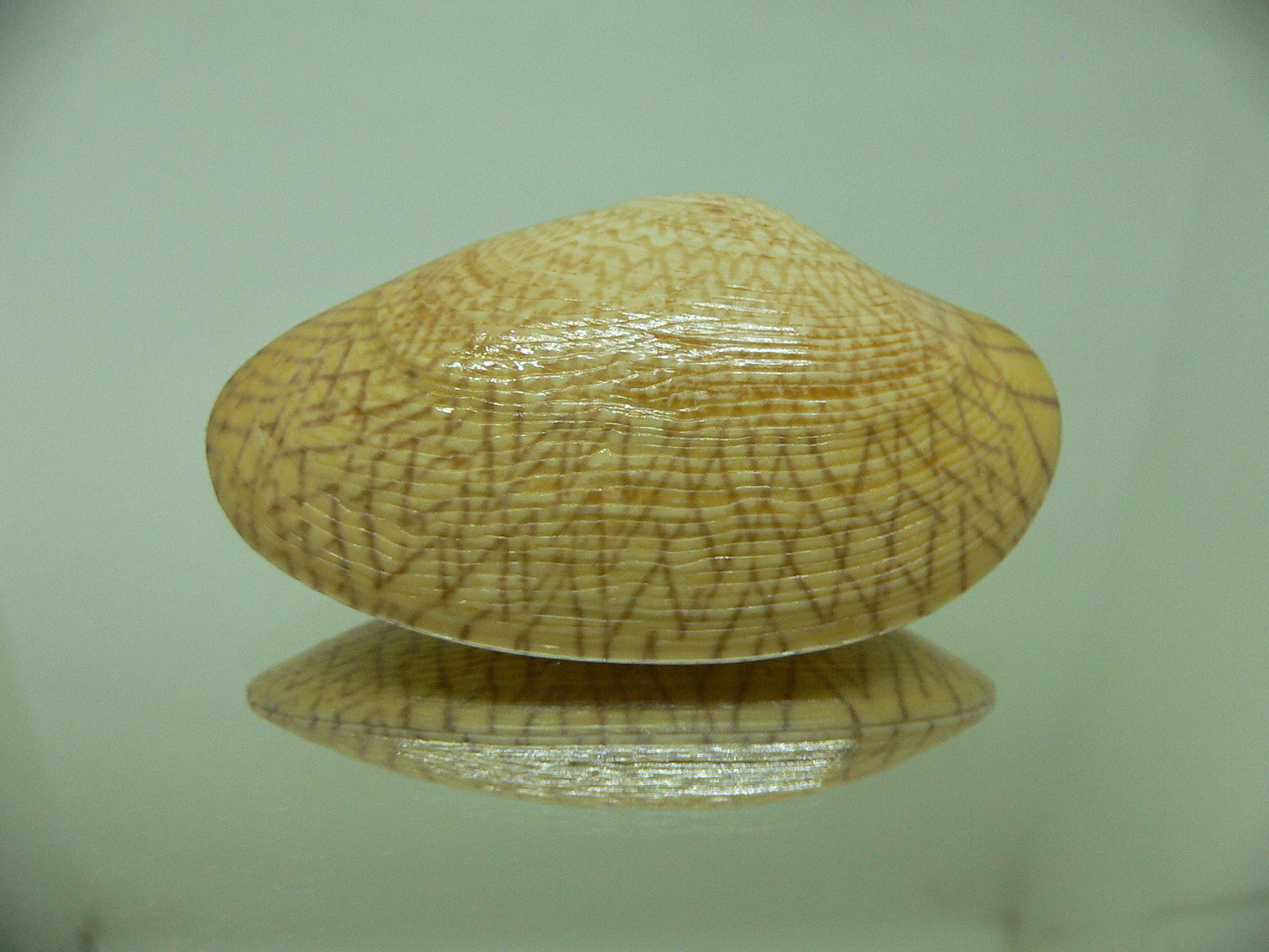 Paphia undulata