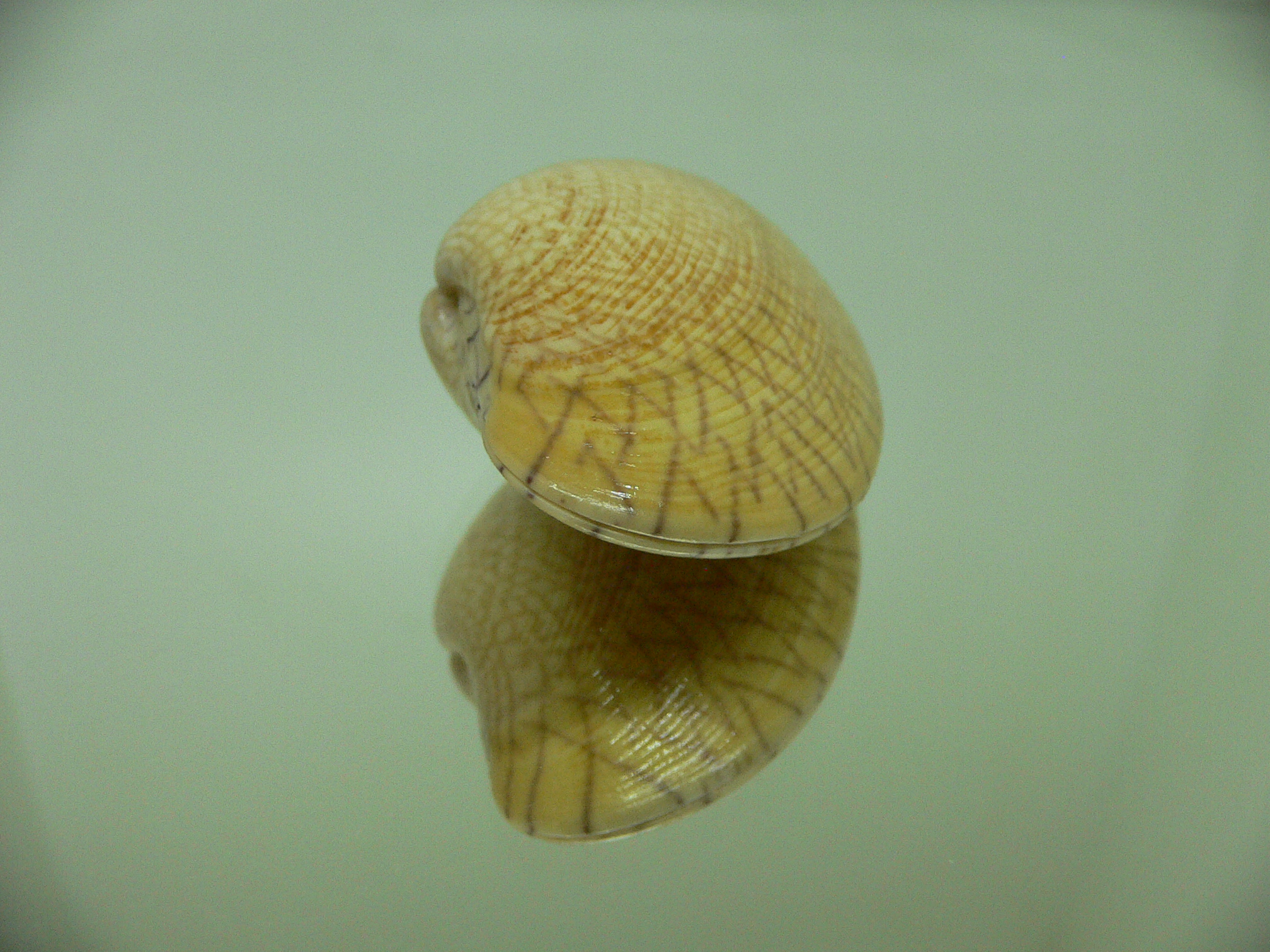 Paphia undulata