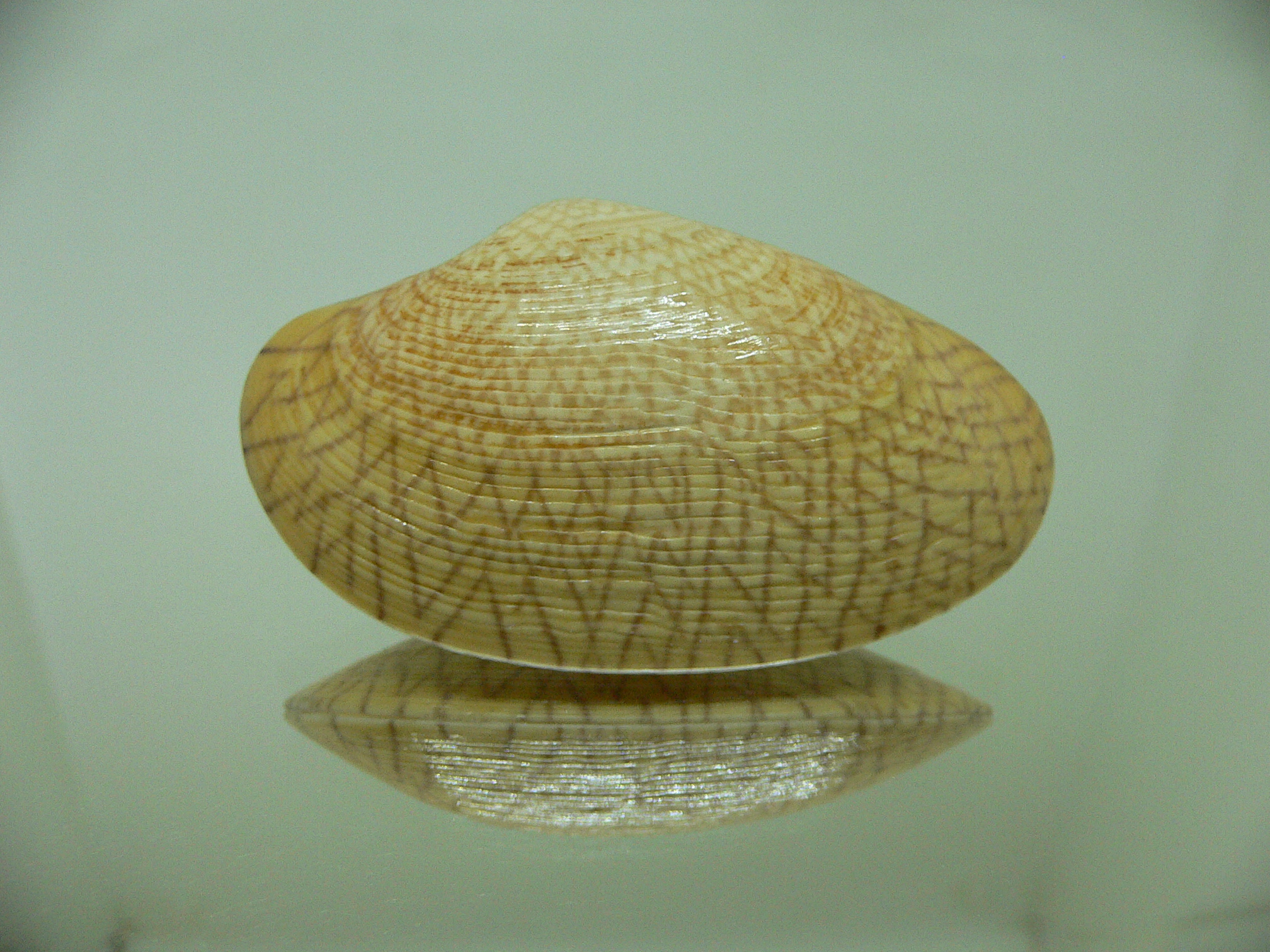 Paphia undulata