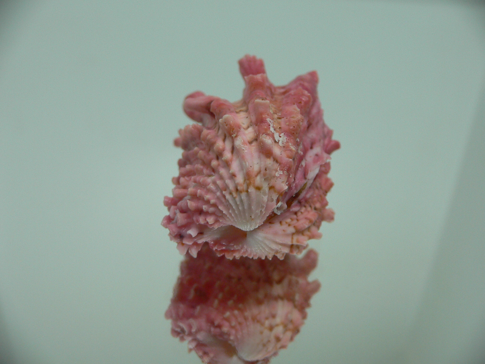 Cardita crassicosta LILAC