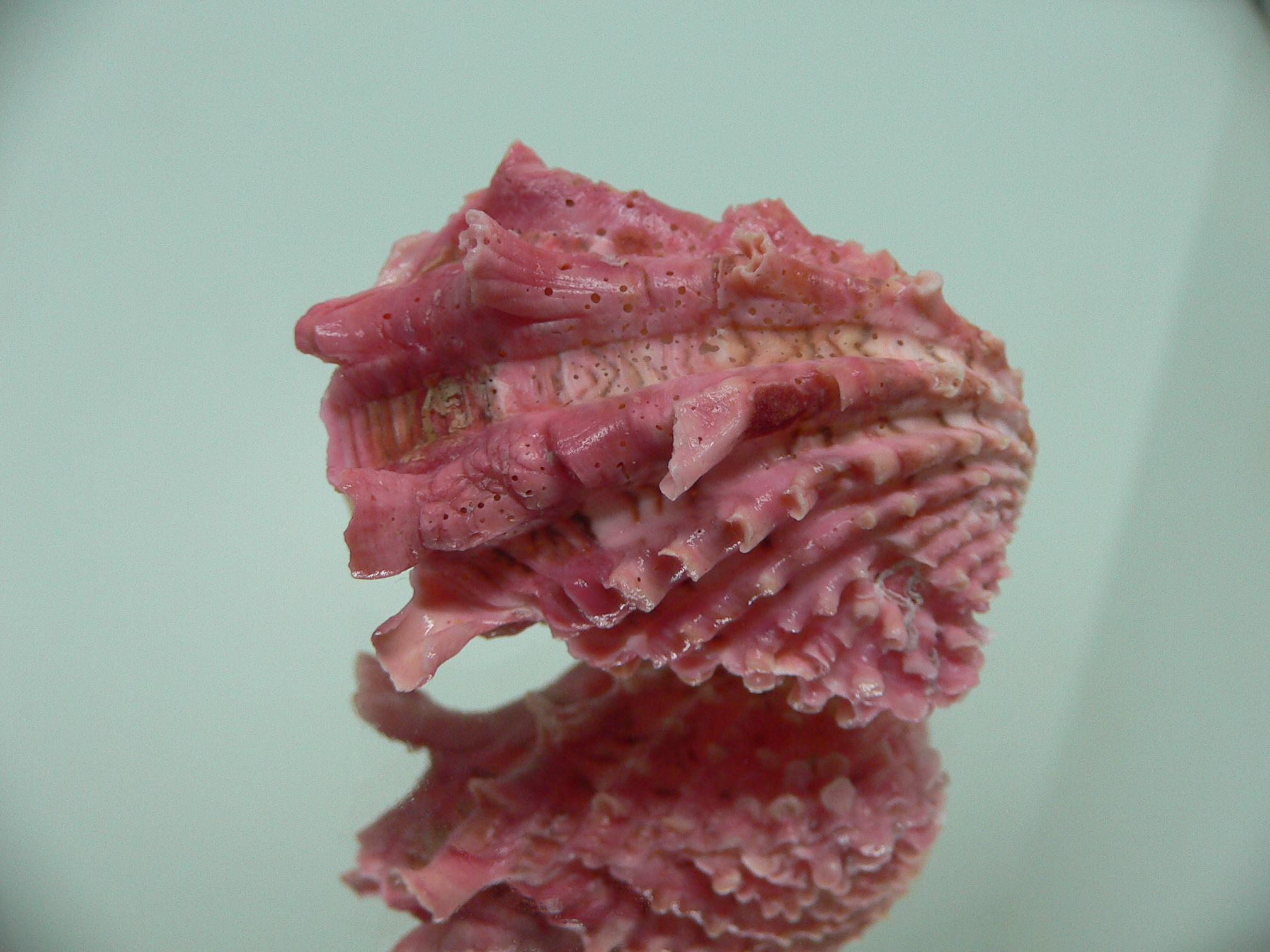 Cardita crassicosta LILAC