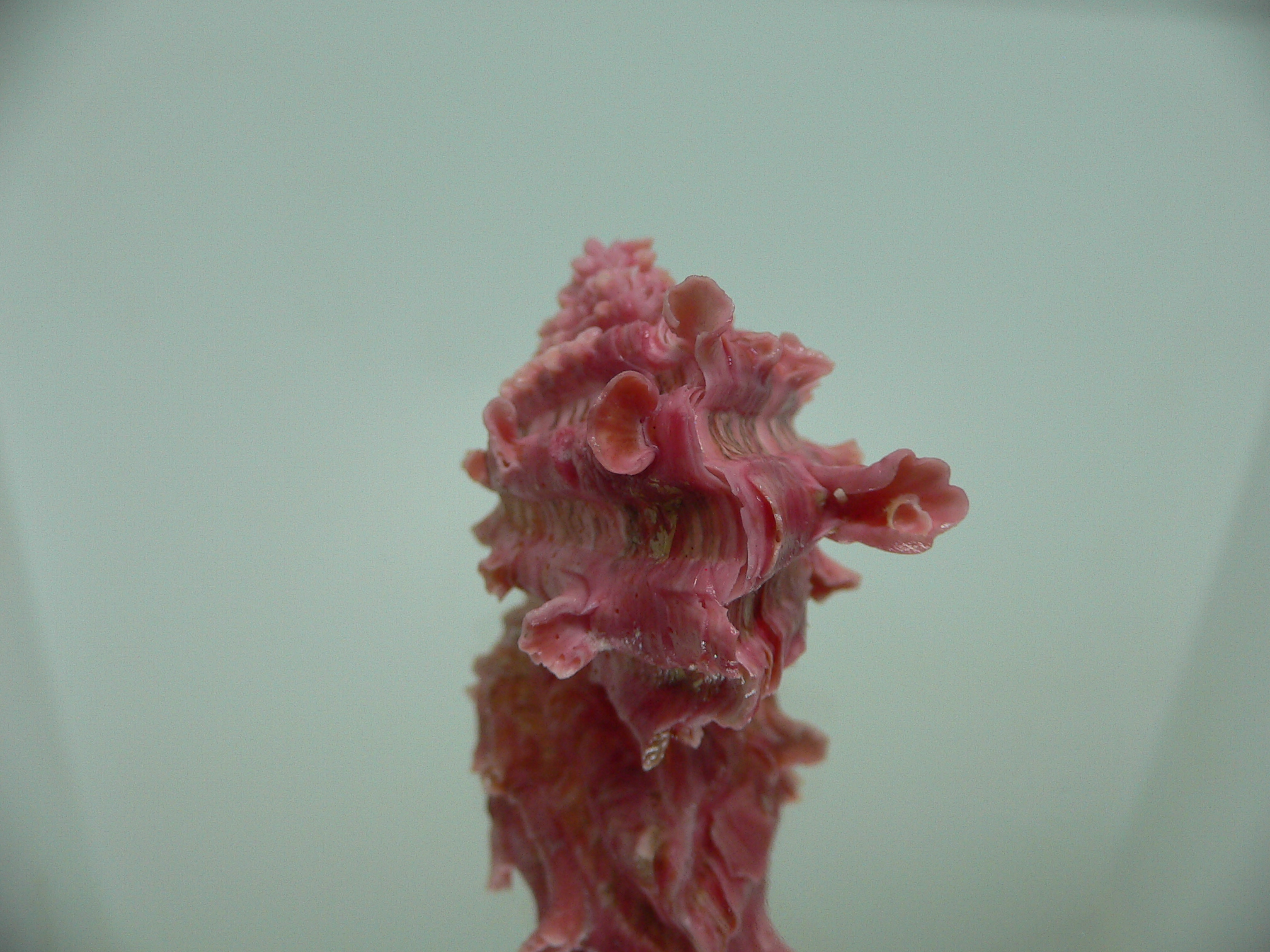 Cardita crassicosta LILAC