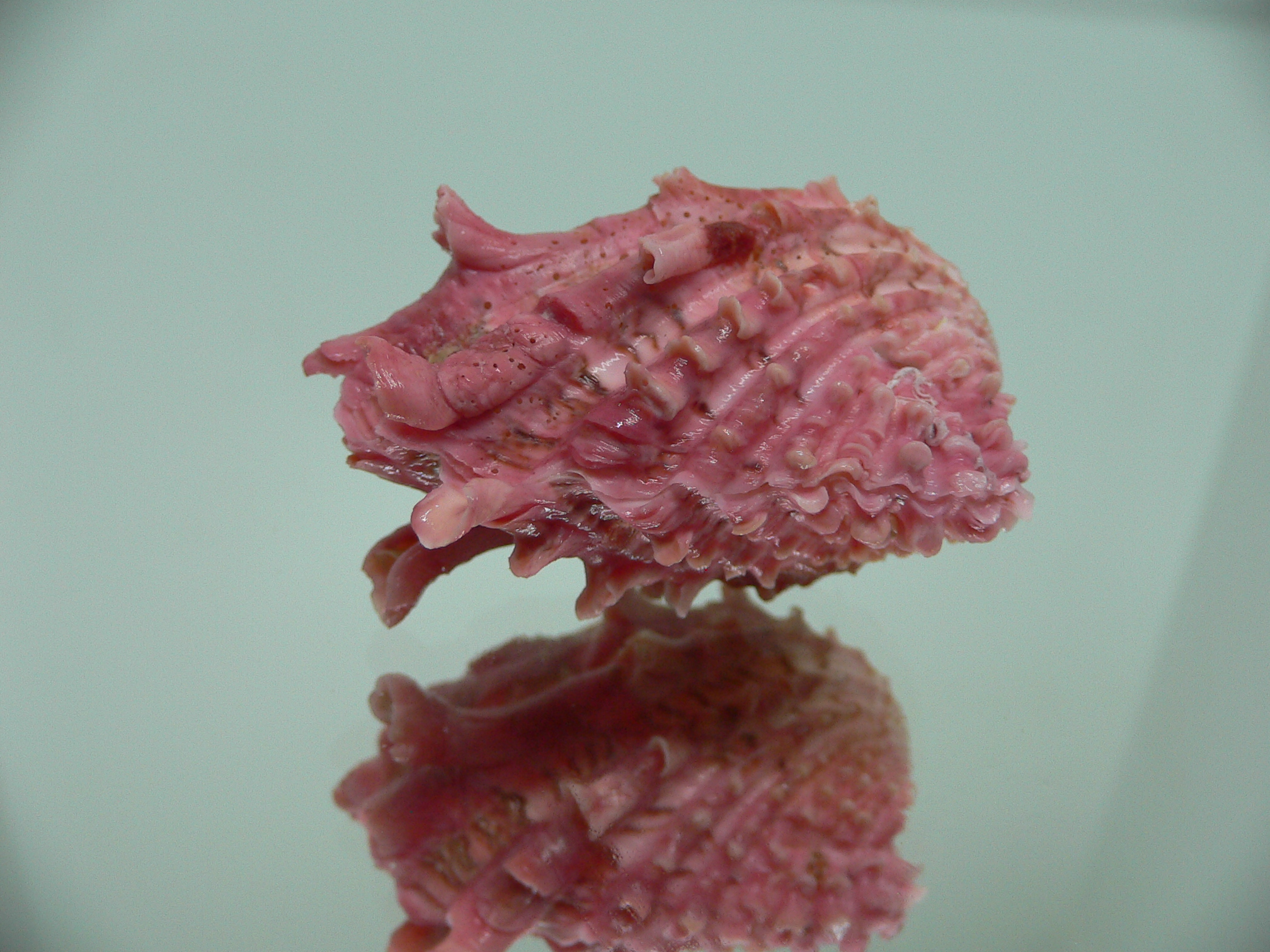 Cardita crassicosta LILAC