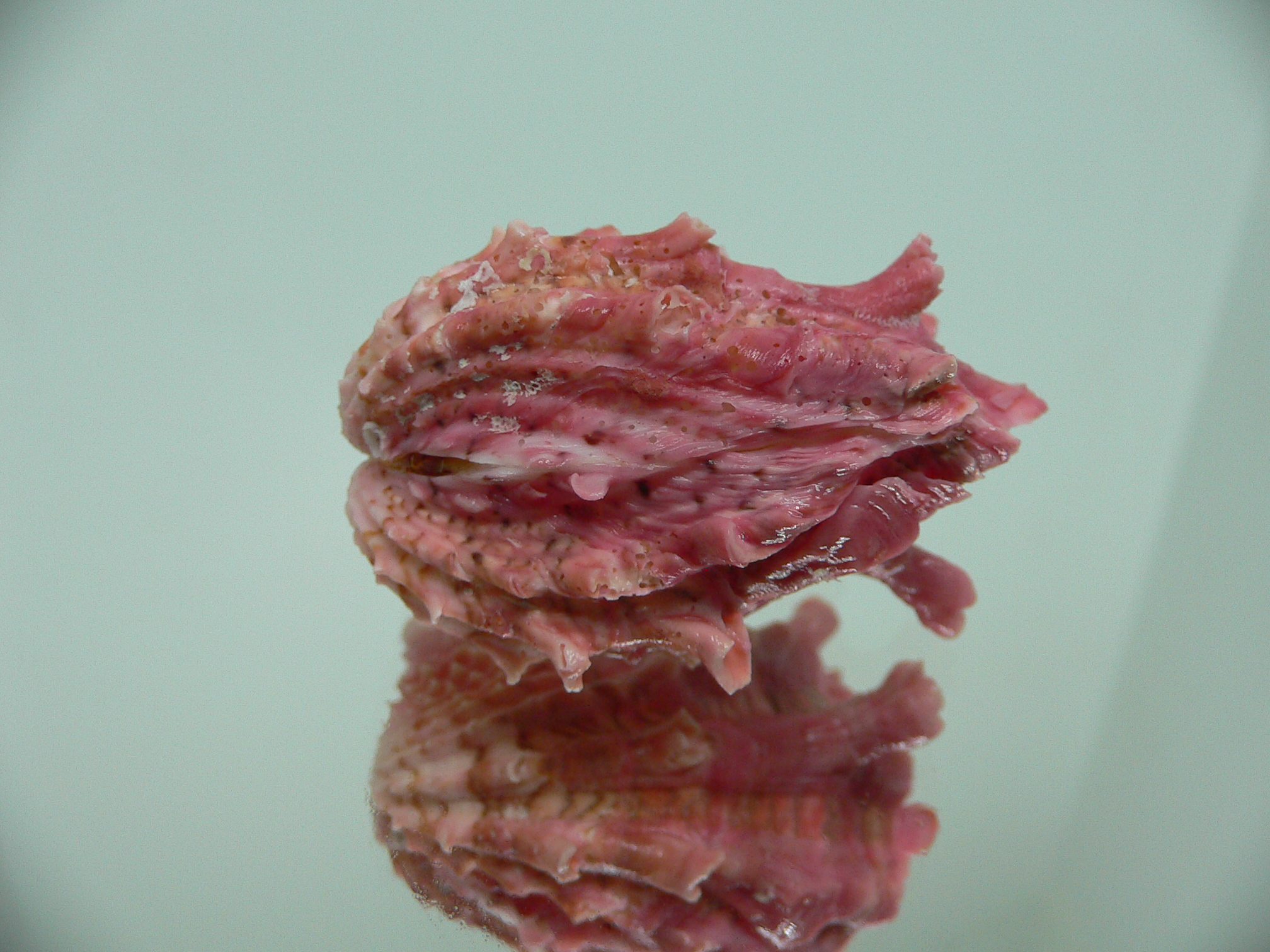 Cardita crassicosta LILAC