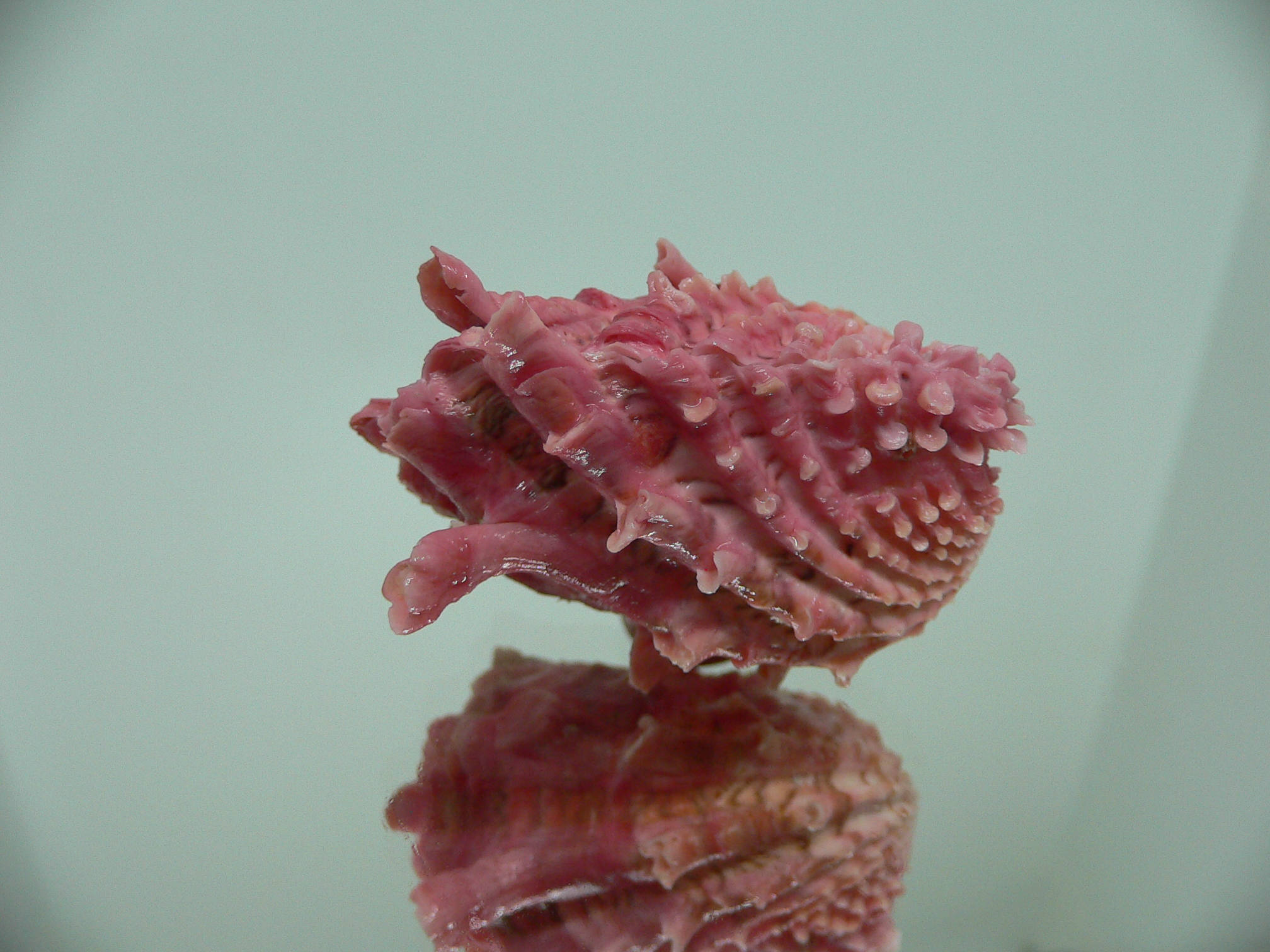 Cardita crassicosta LILAC