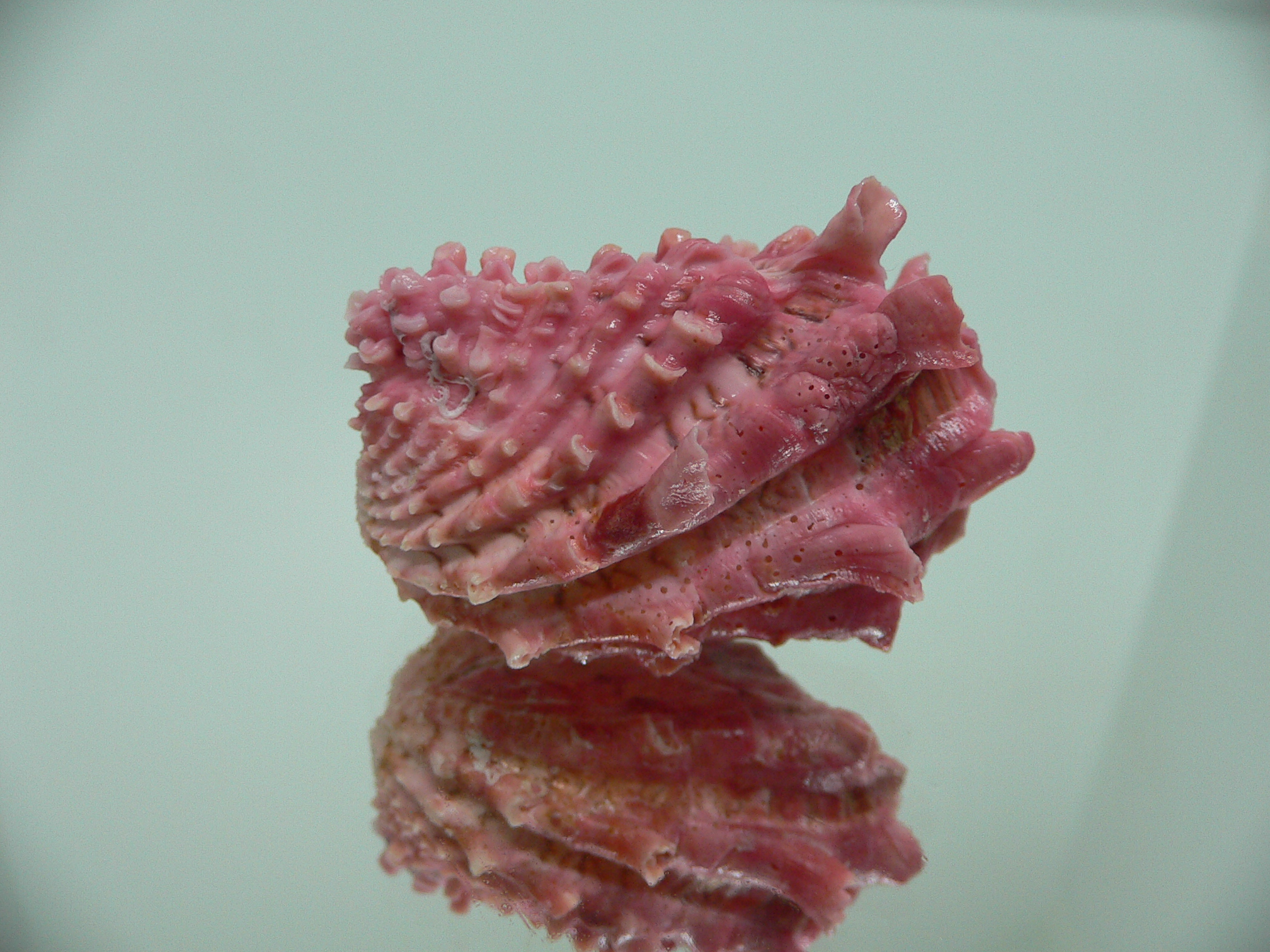 Cardita crassicosta LILAC