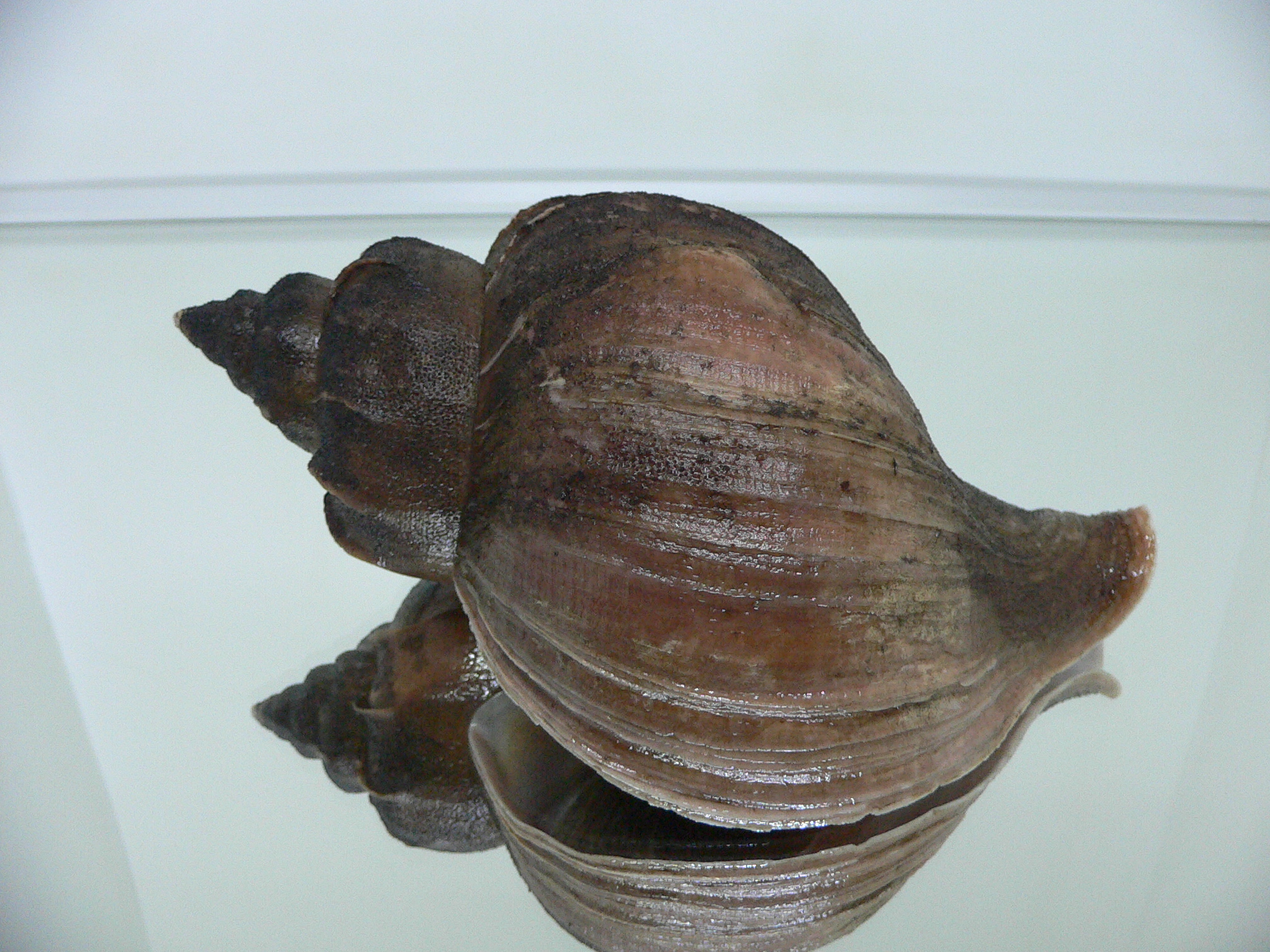 Neptunea vladivostokensis PERIOSTRACUM