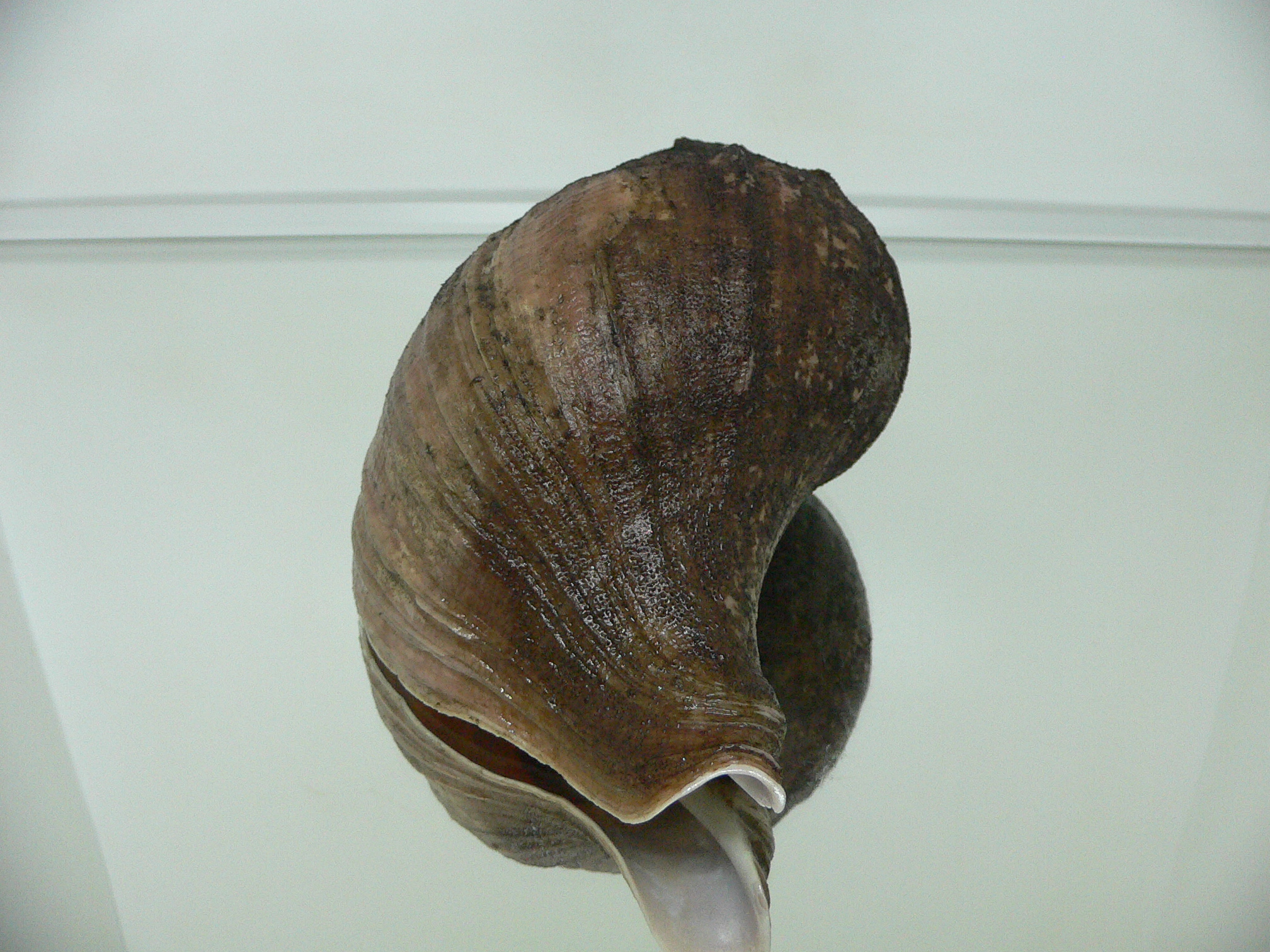 Neptunea vladivostokensis PERIOSTRACUM