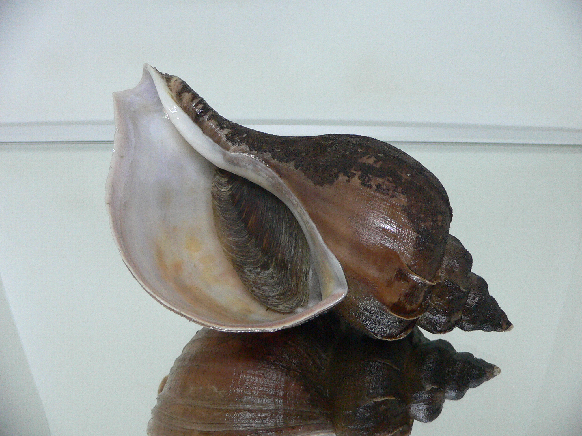 Neptunea vladivostokensis PERIOSTRACUM