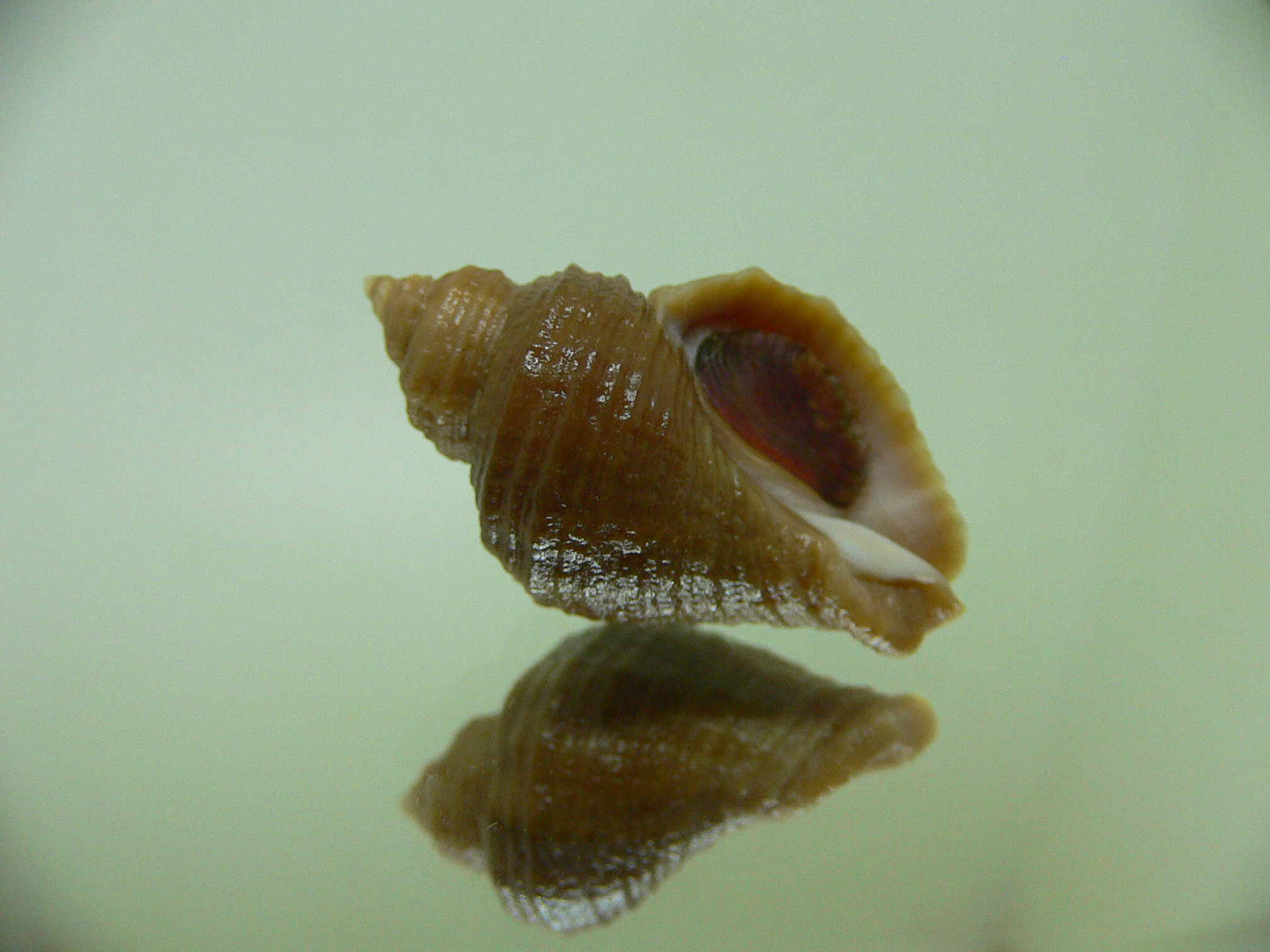 Nucella heyseana DWARF