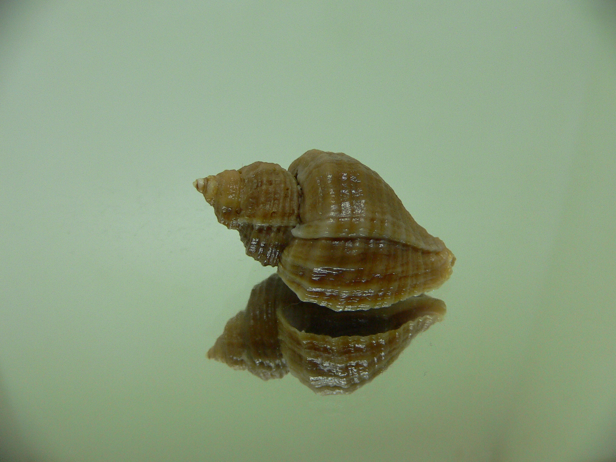 Nucella heyseana DWARF