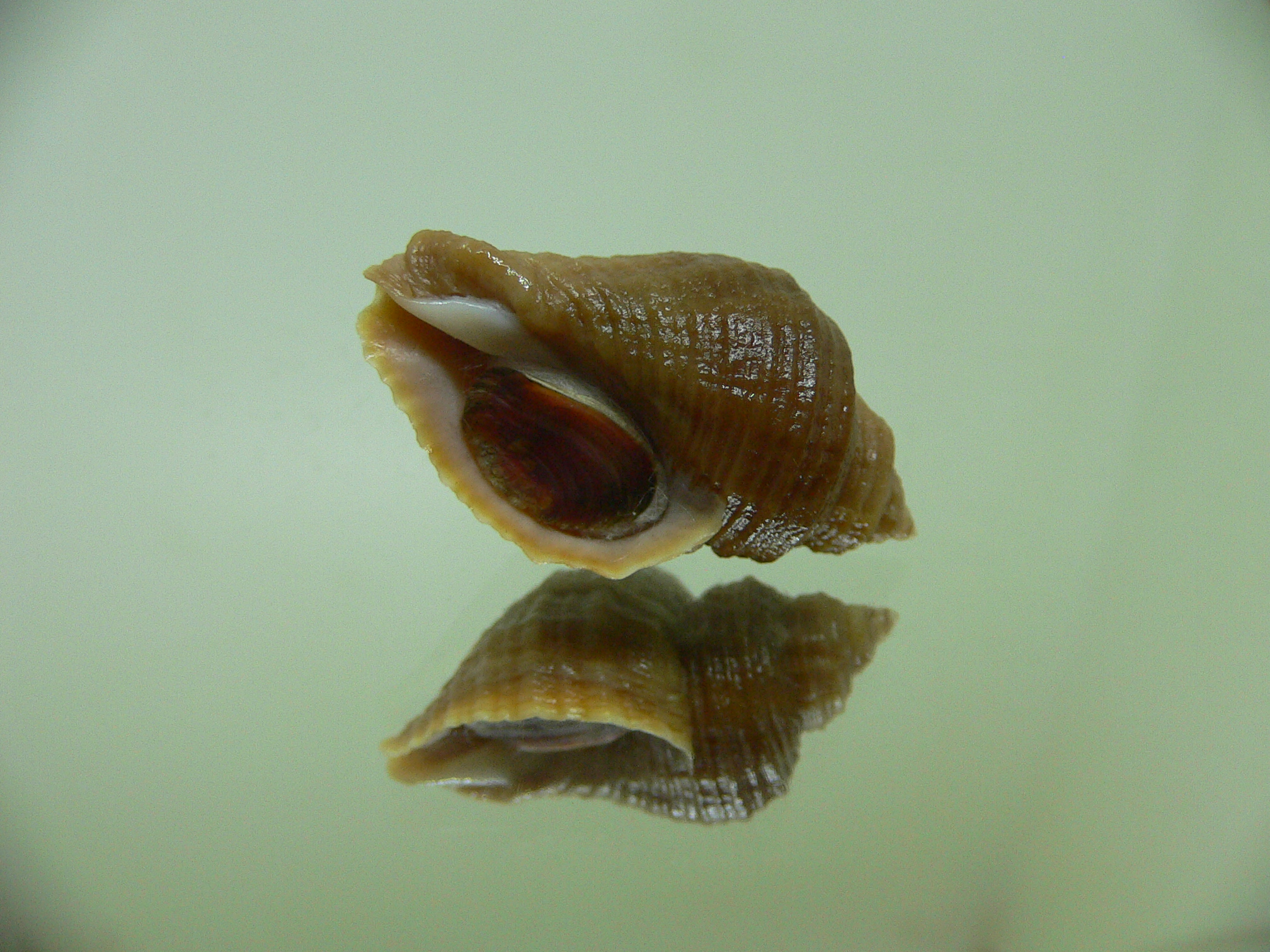 Nucella heyseana DWARF