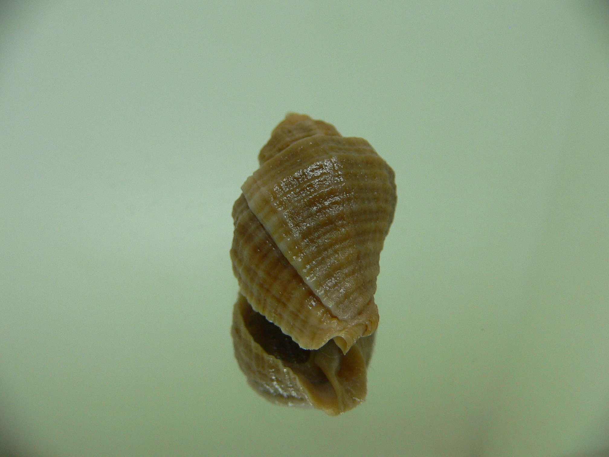 Nucella heyseana DWARF