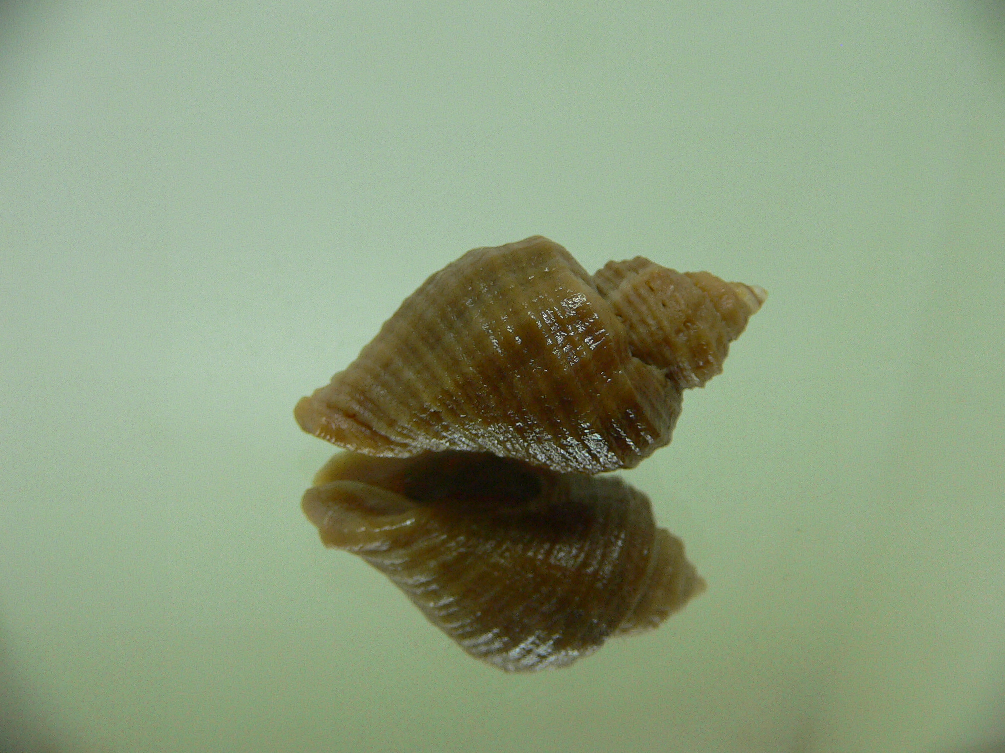 Nucella heyseana DWARF