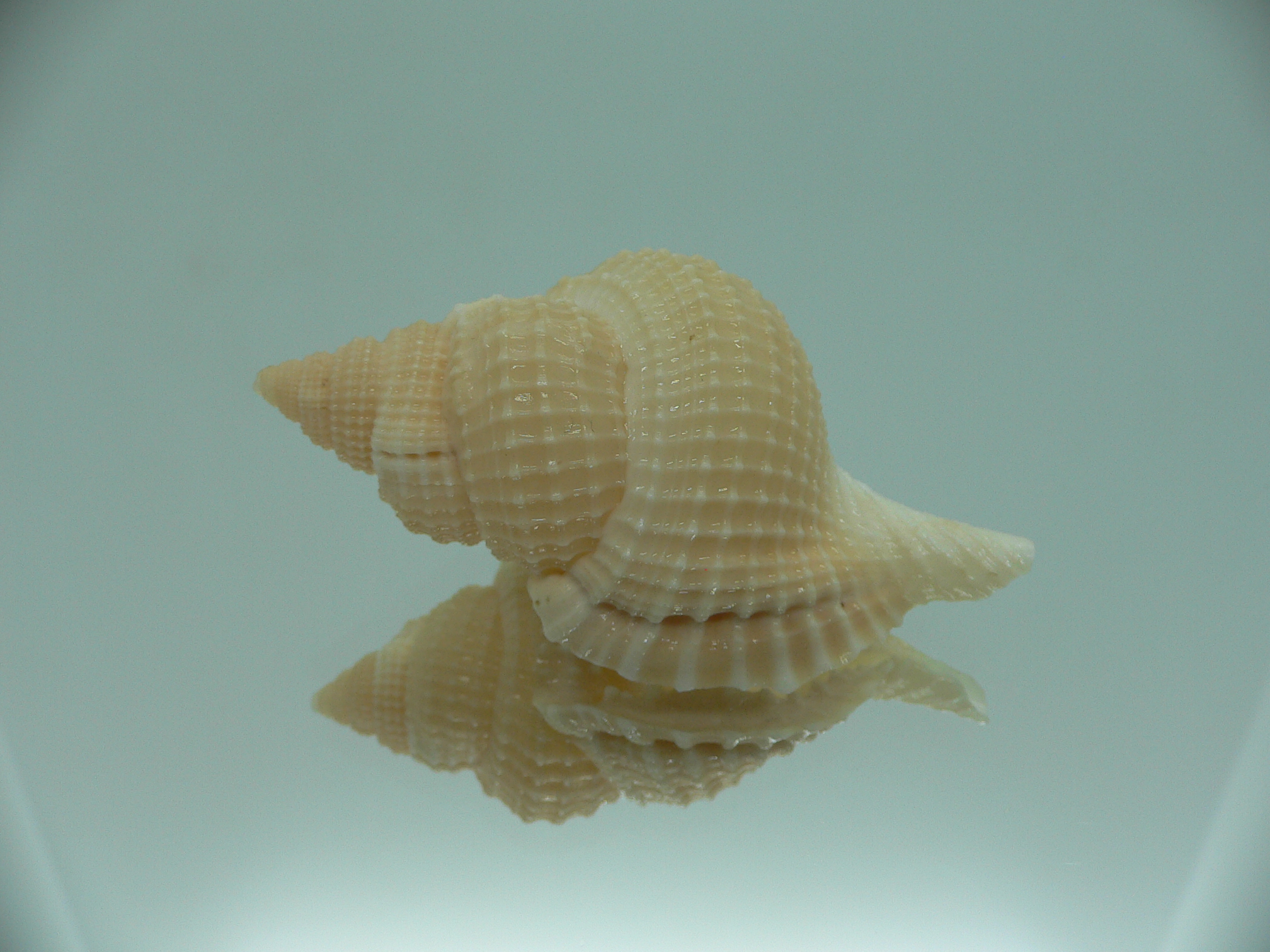 Distorsio decipiens