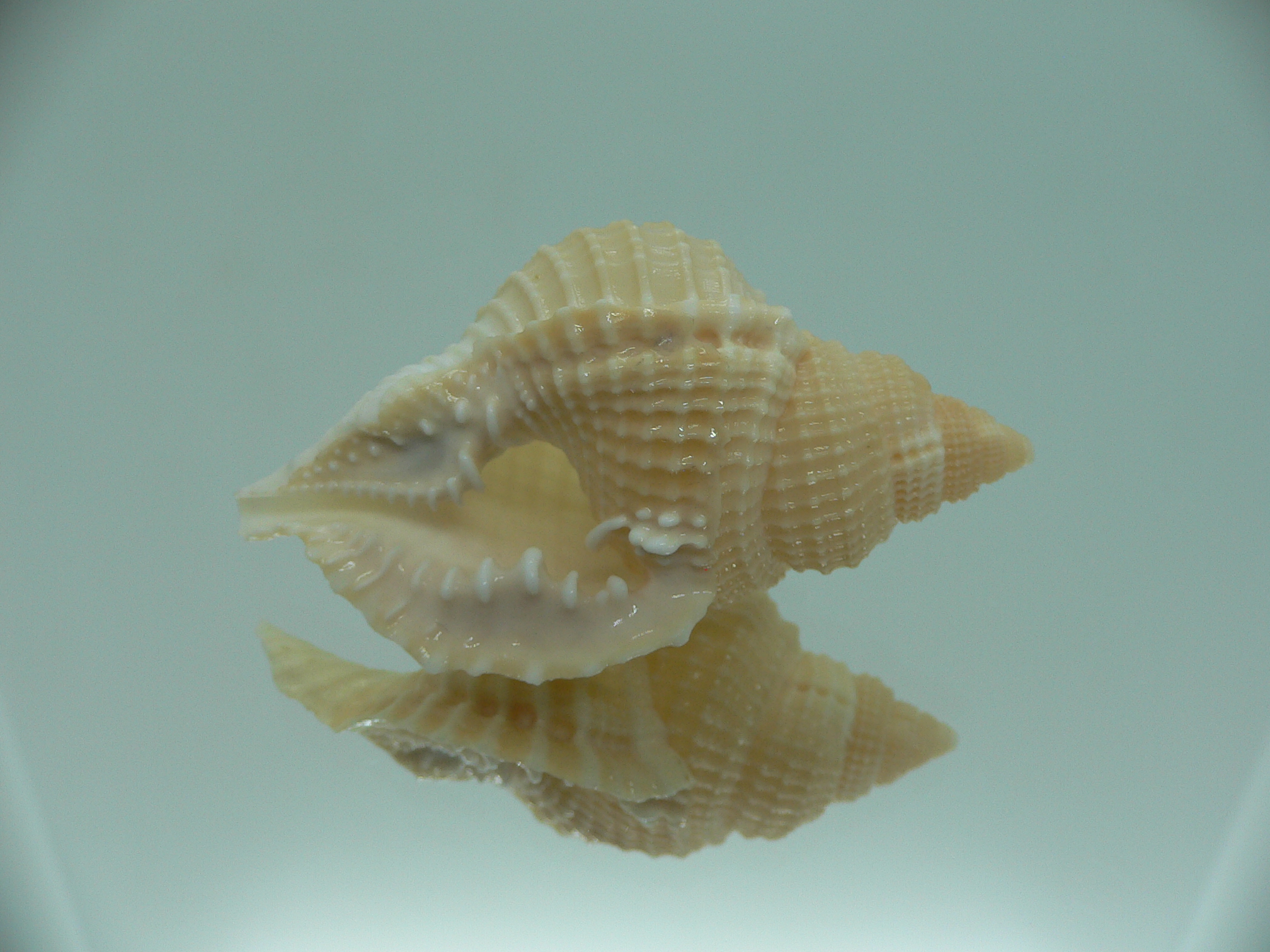 Distorsio decipiens