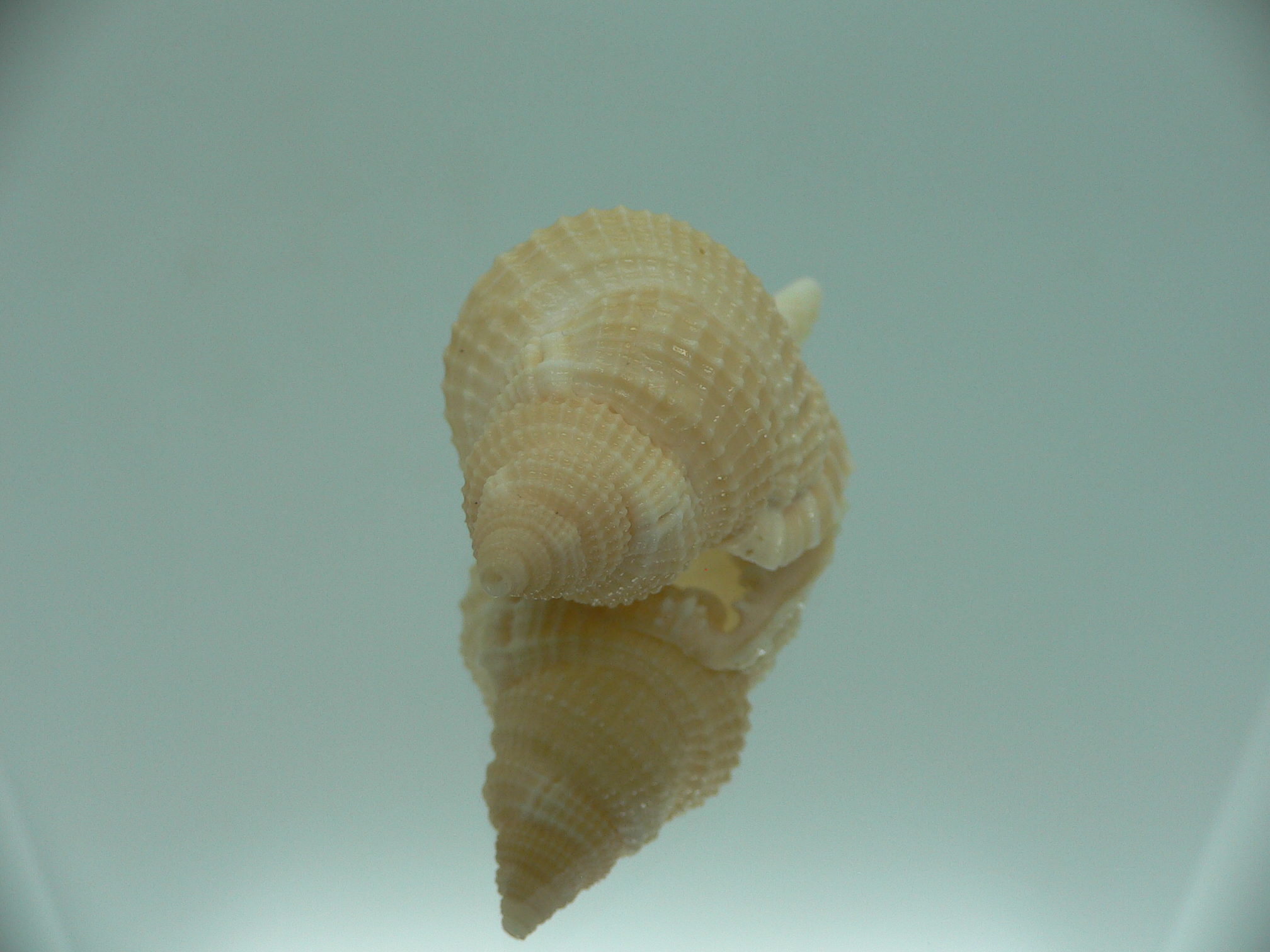 Distorsio decipiens
