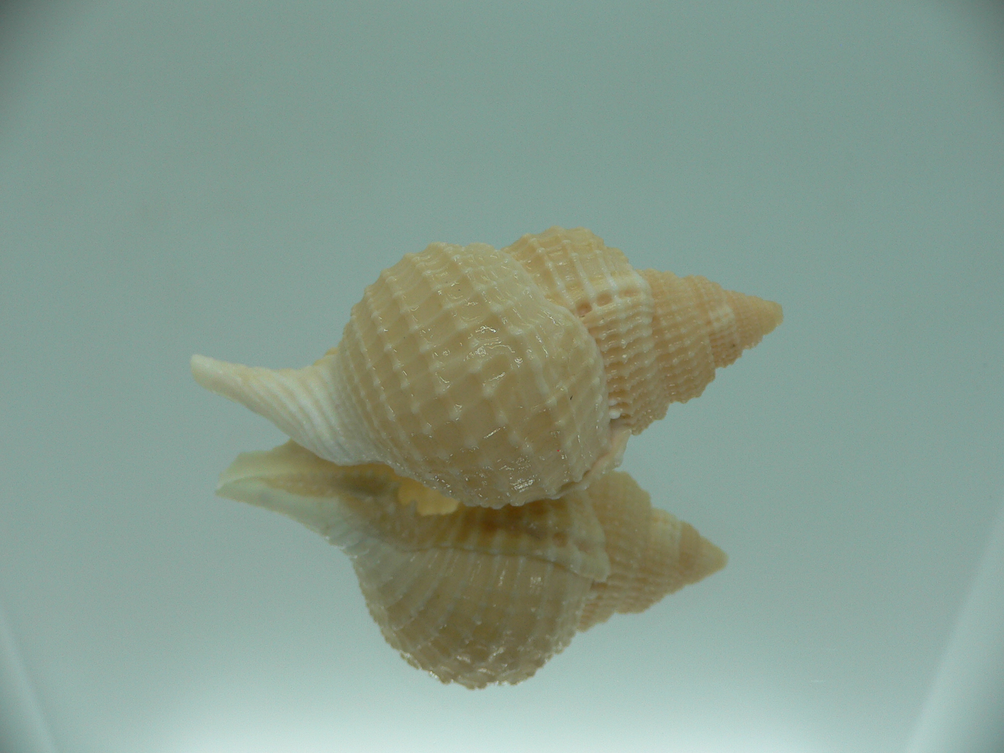 Distorsio decipiens