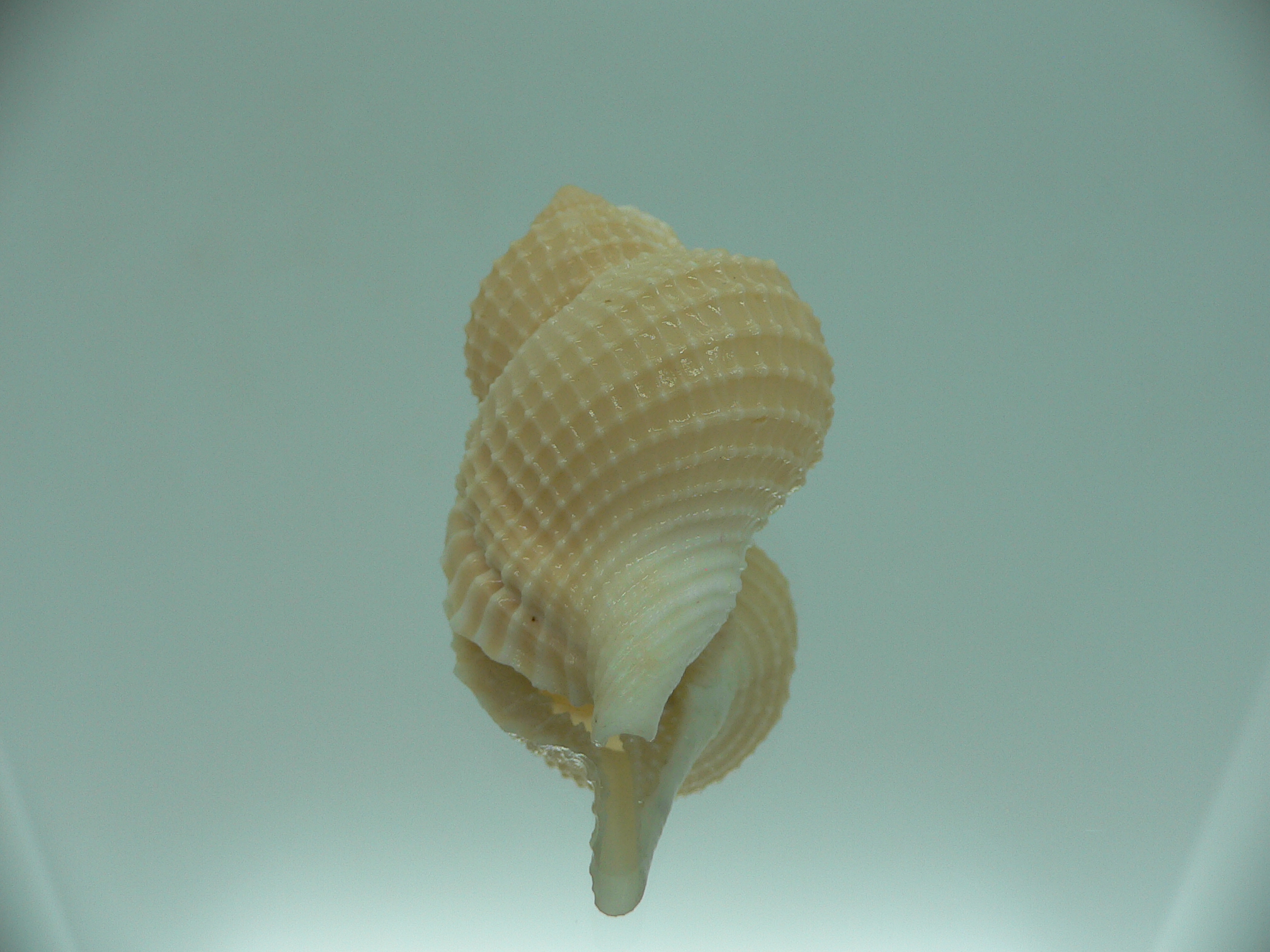 Distorsio decipiens