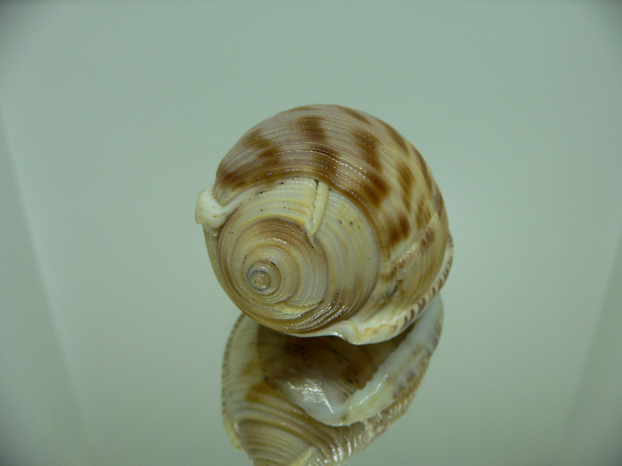 Semicassis bisulcata japonica (var.) LIP