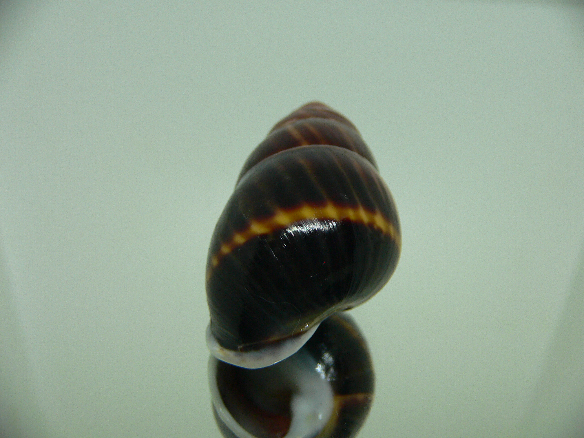 Amphidromus perversus melanoma DARK