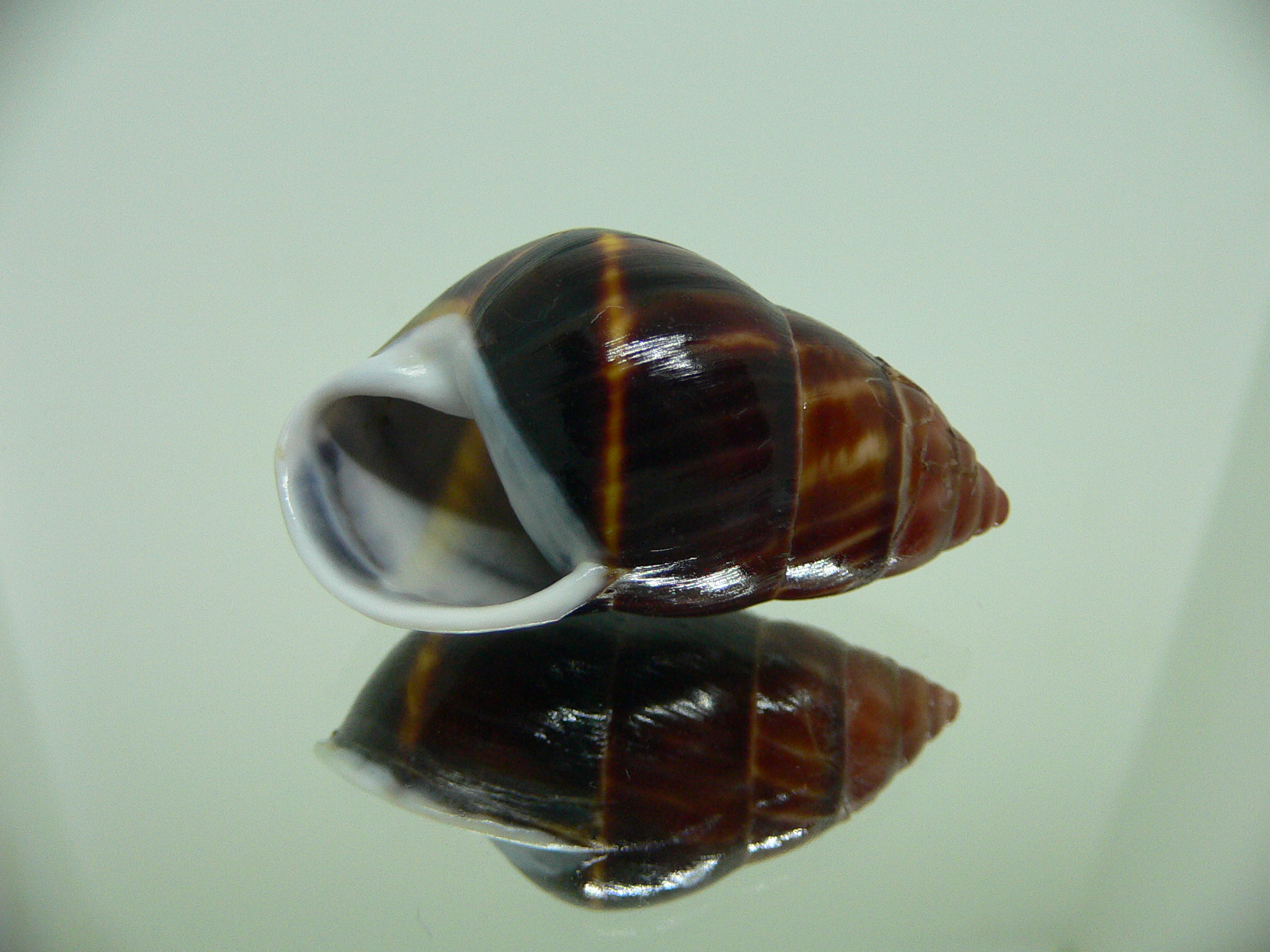 Amphidromus perversus melanoma DARK