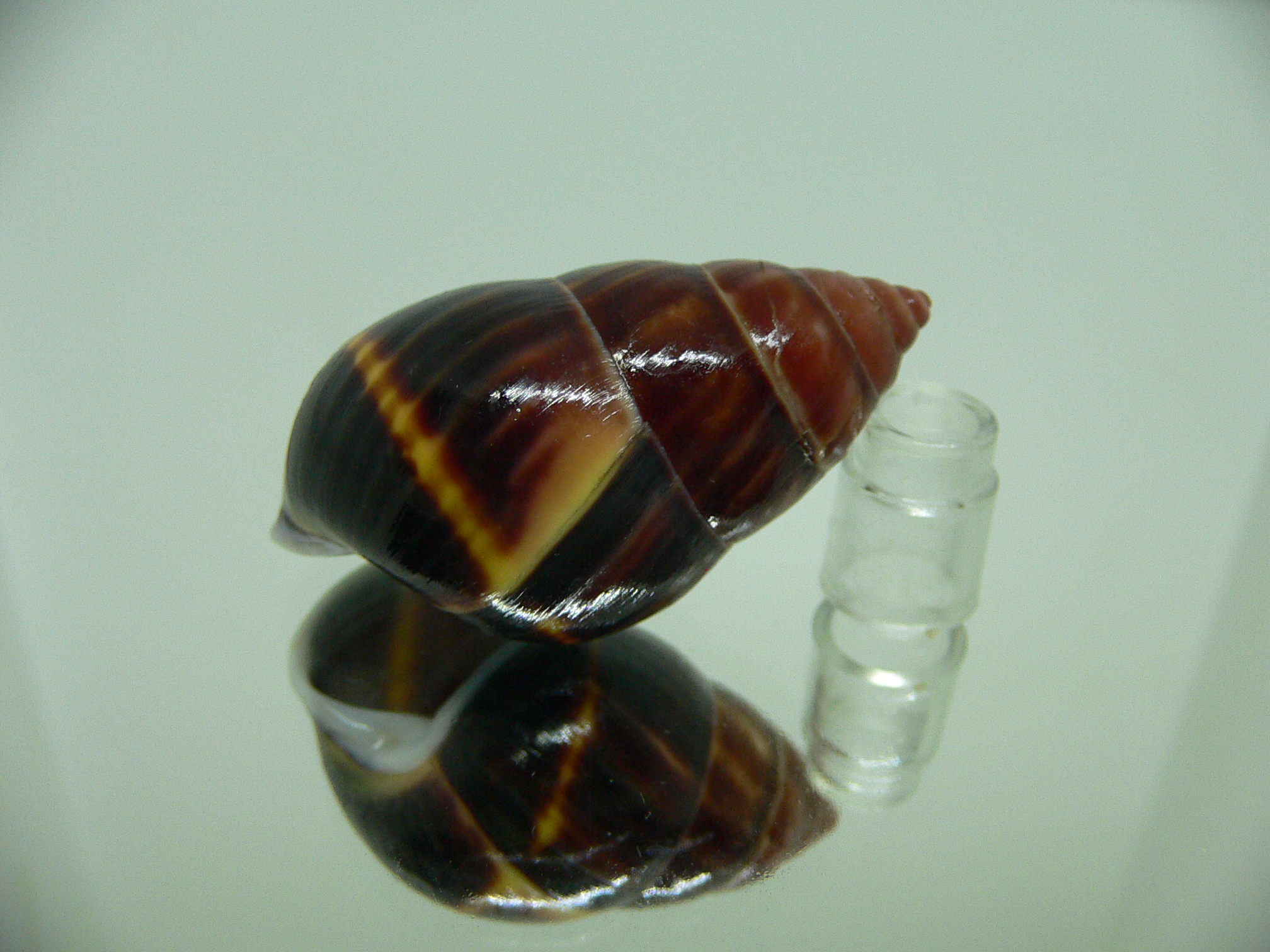 Amphidromus perversus melanoma DARK