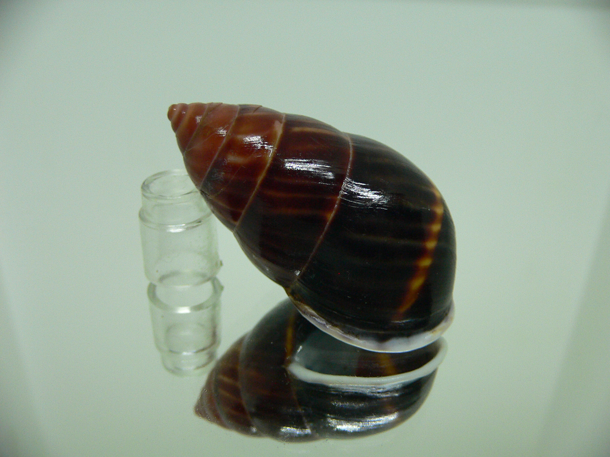 Amphidromus perversus melanoma DARK
