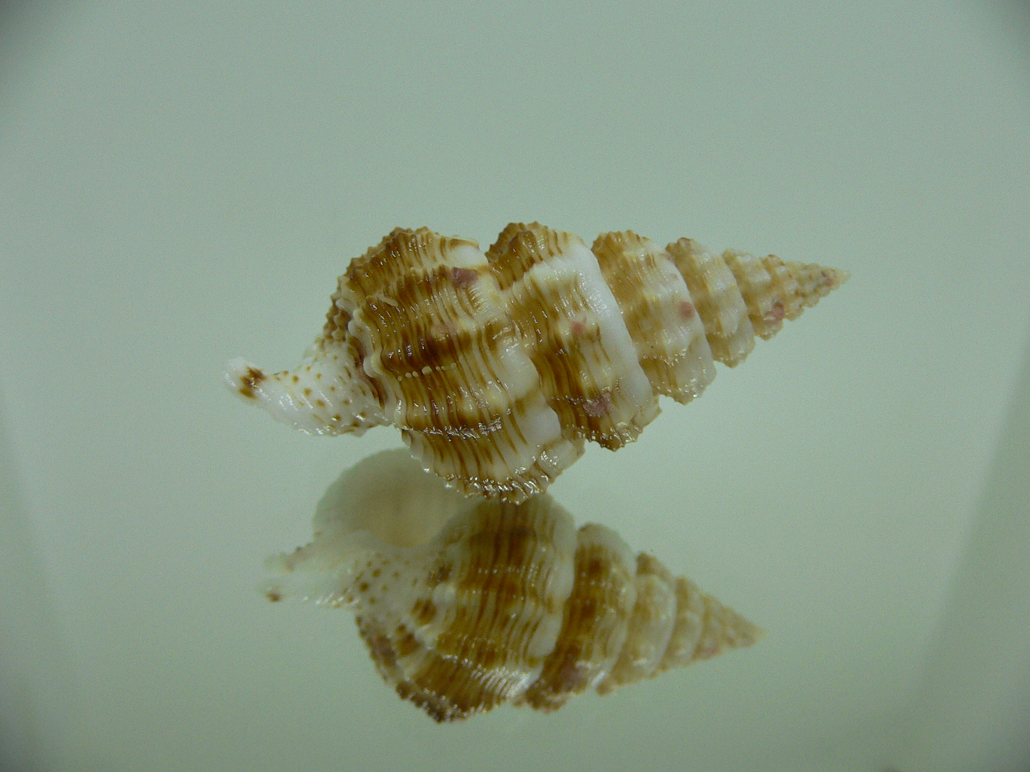 Nassaria gyroscopoides  SUPER GIANT