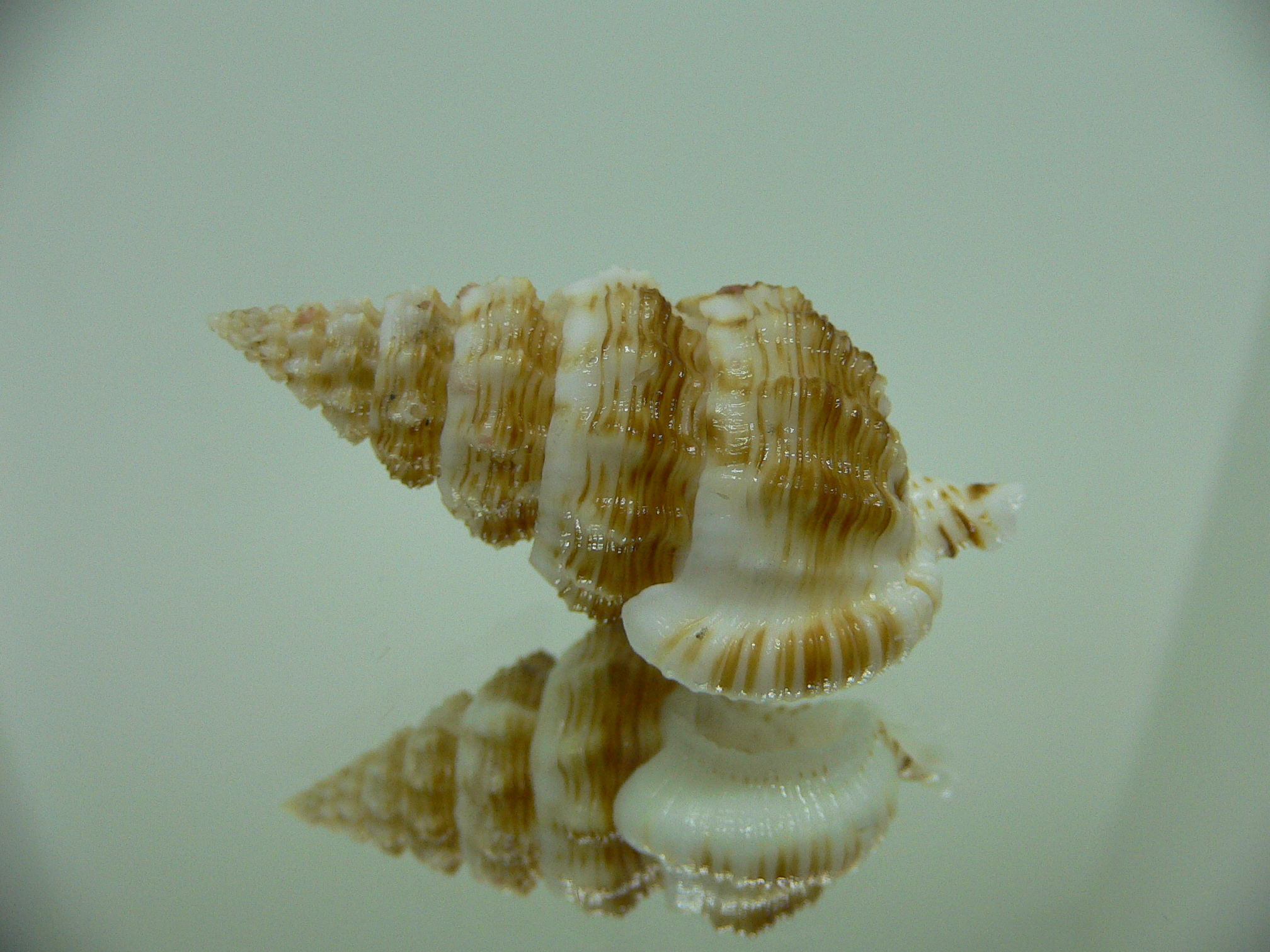 Nassaria gyroscopoides  SUPER GIANT