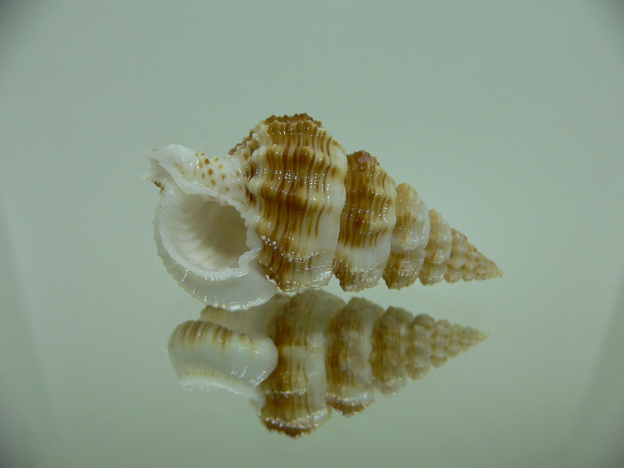 Nassaria gyroscopoides  SUPER GIANT