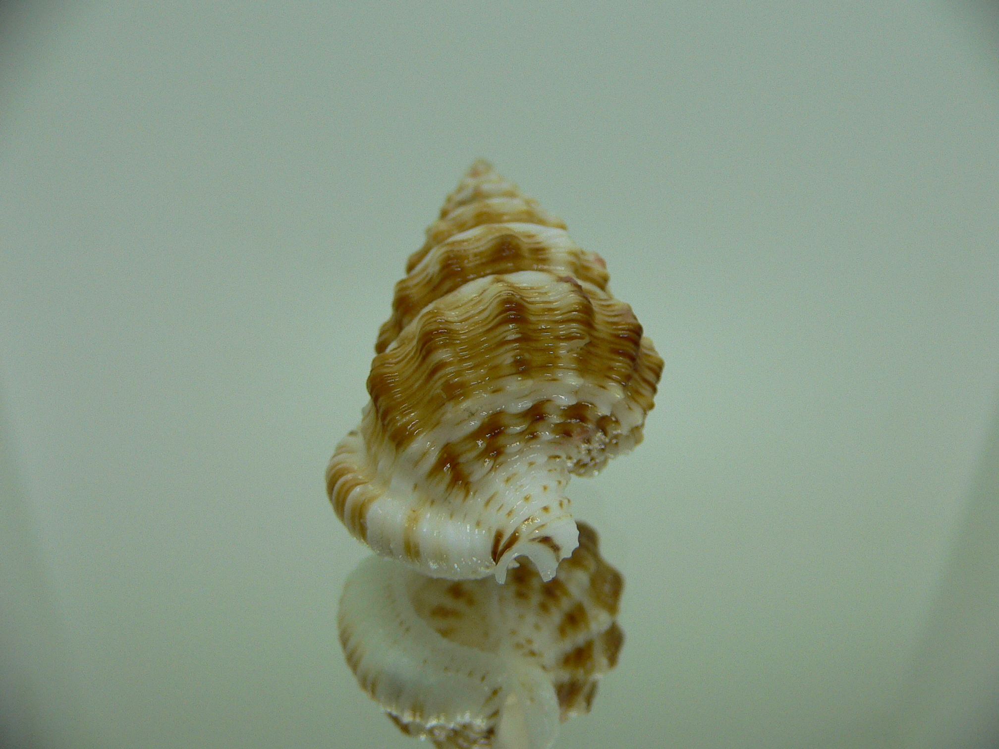 Nassaria gyroscopoides  SUPER GIANT
