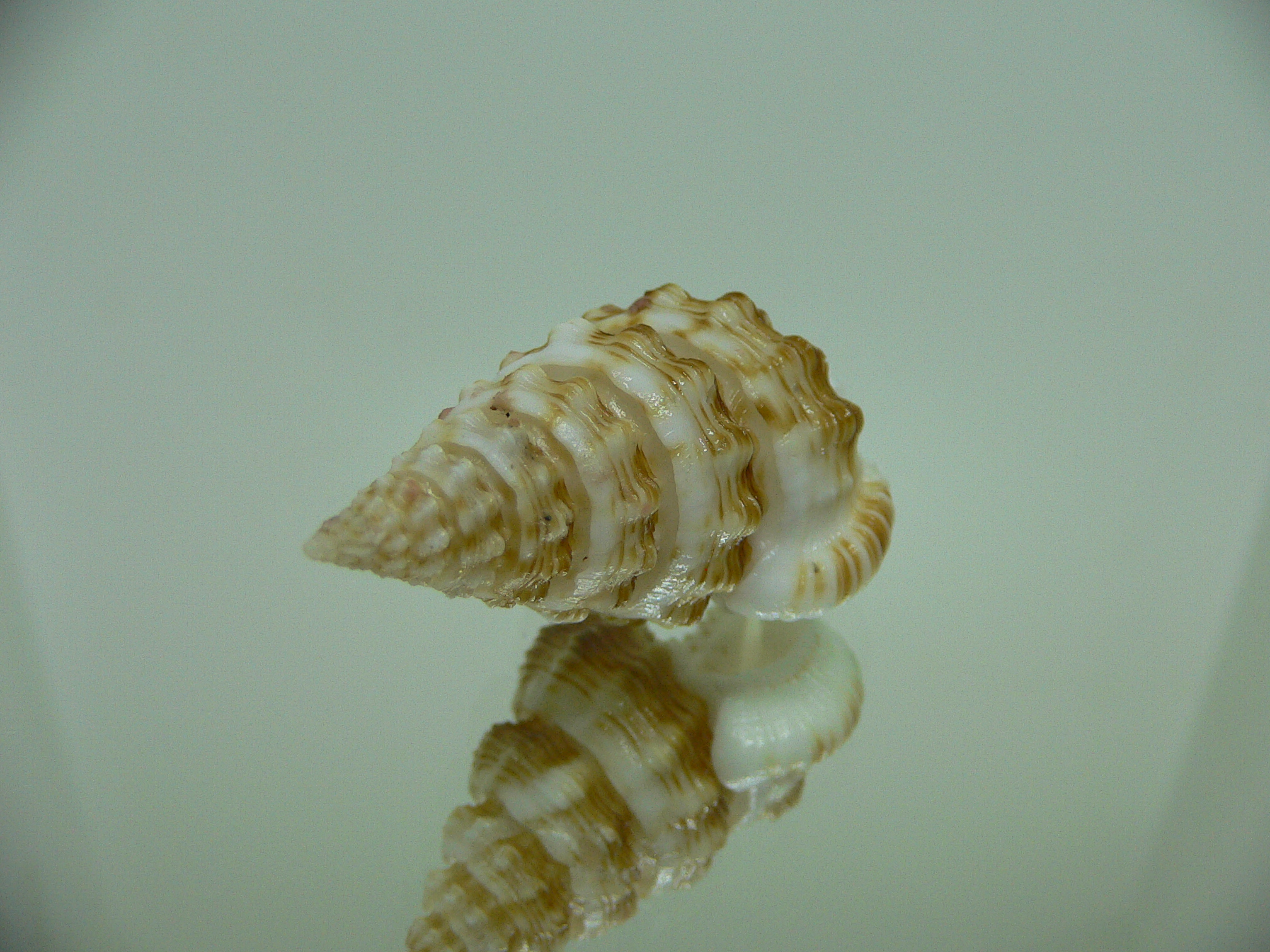 Nassaria gyroscopoides  SUPER GIANT
