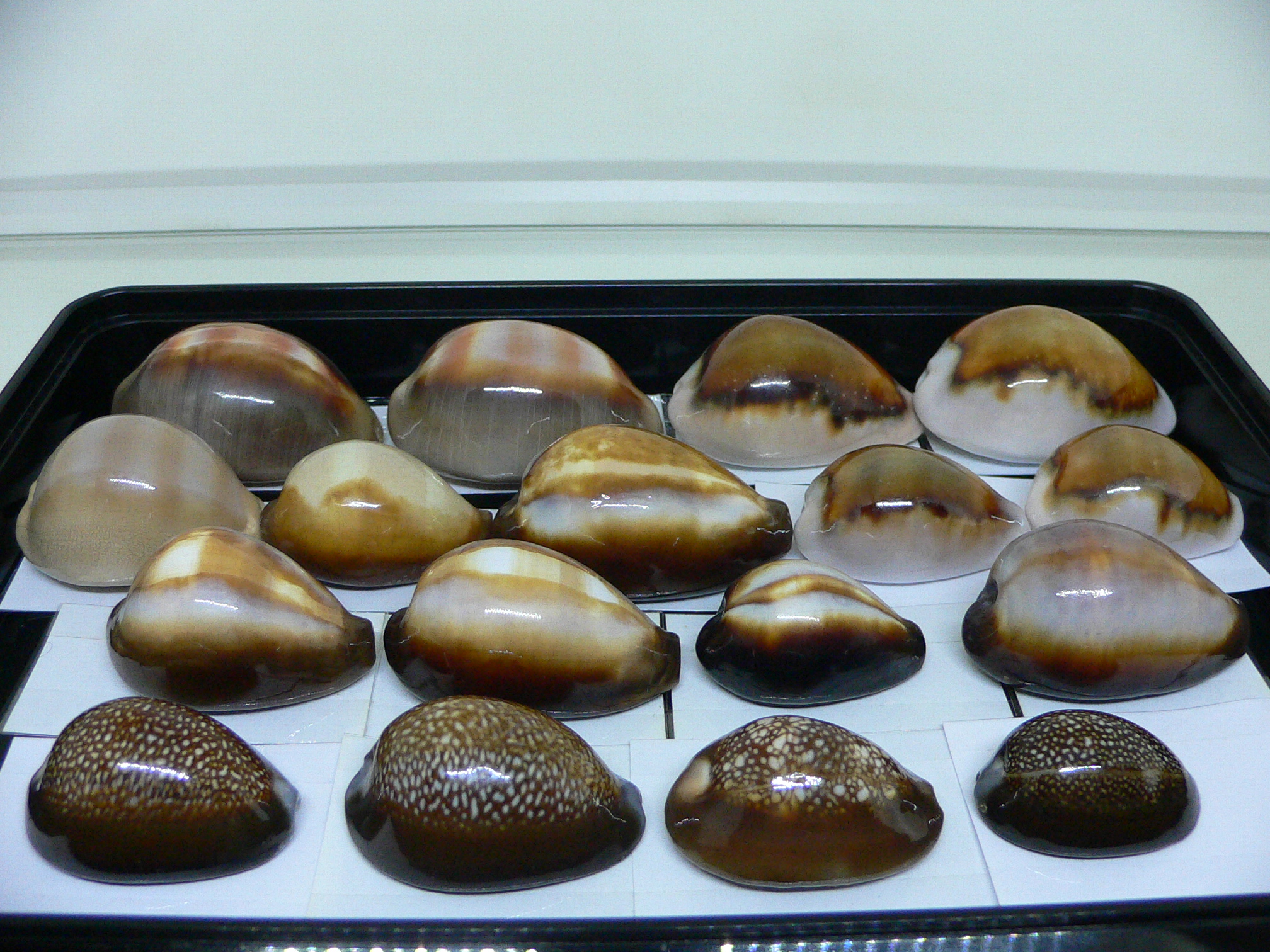 Cypraea onyx usitata (var.) SUPER