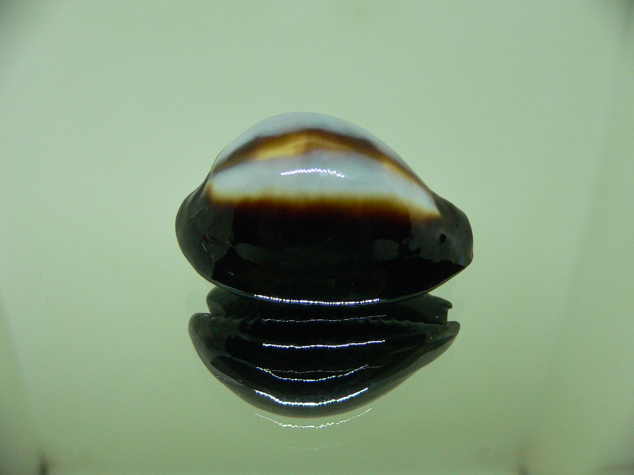 Cypraea onyx usitata (var.) SUPER