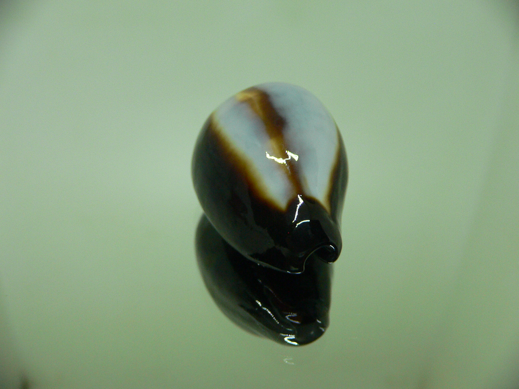 Cypraea onyx usitata (var.) SUPER