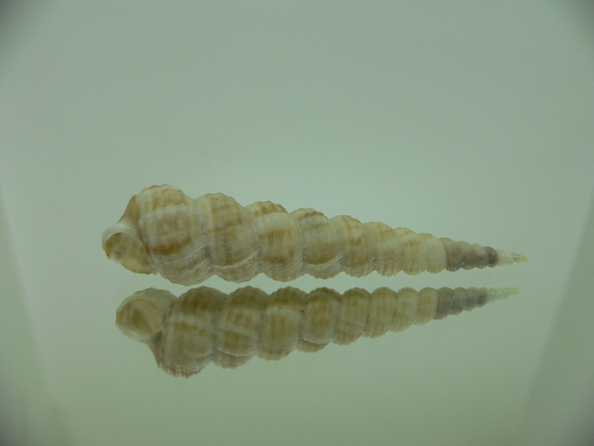 Eglisia tricorinata Dead GIANT
