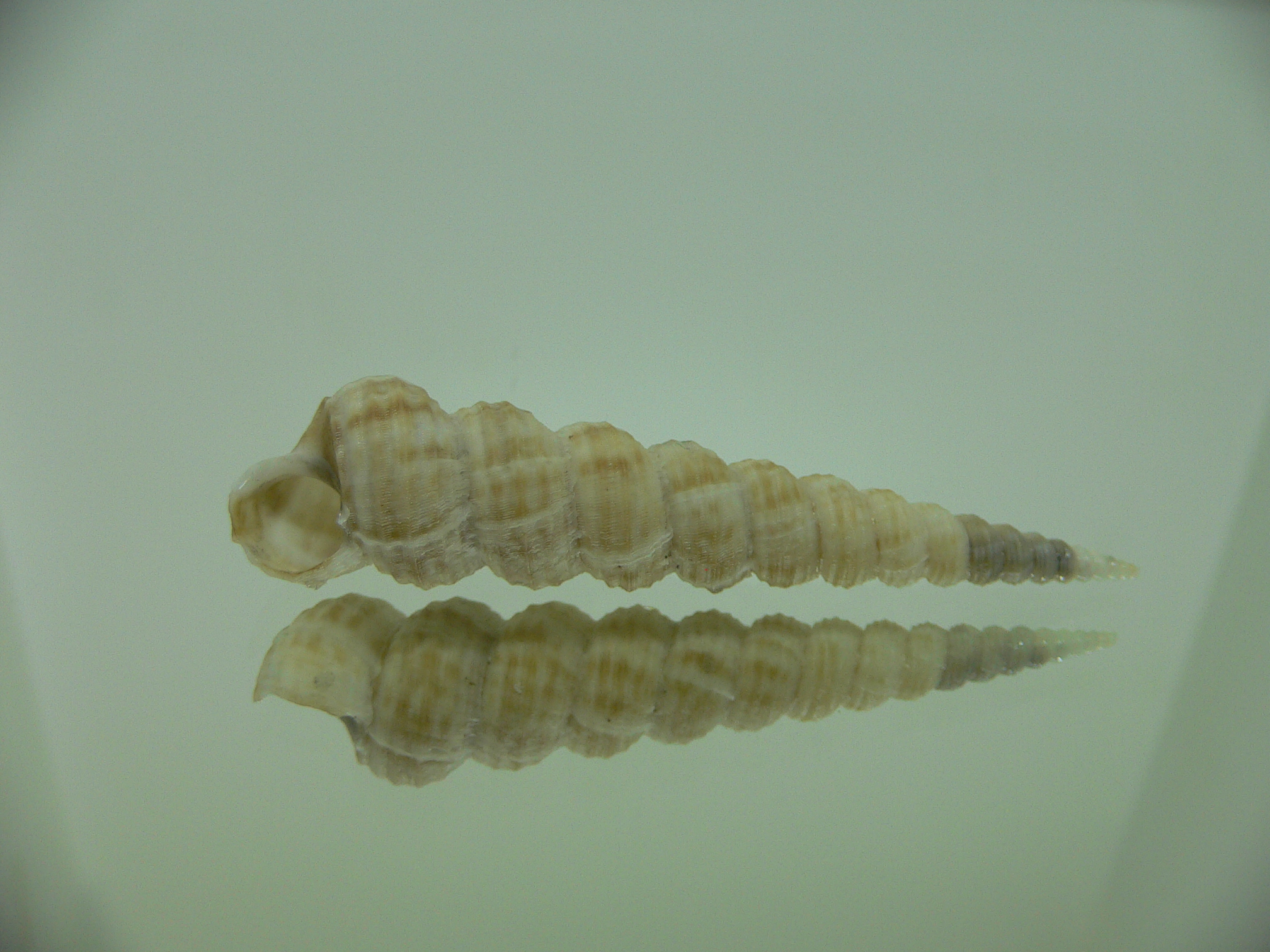Eglisia tricorinata Dead GIANT