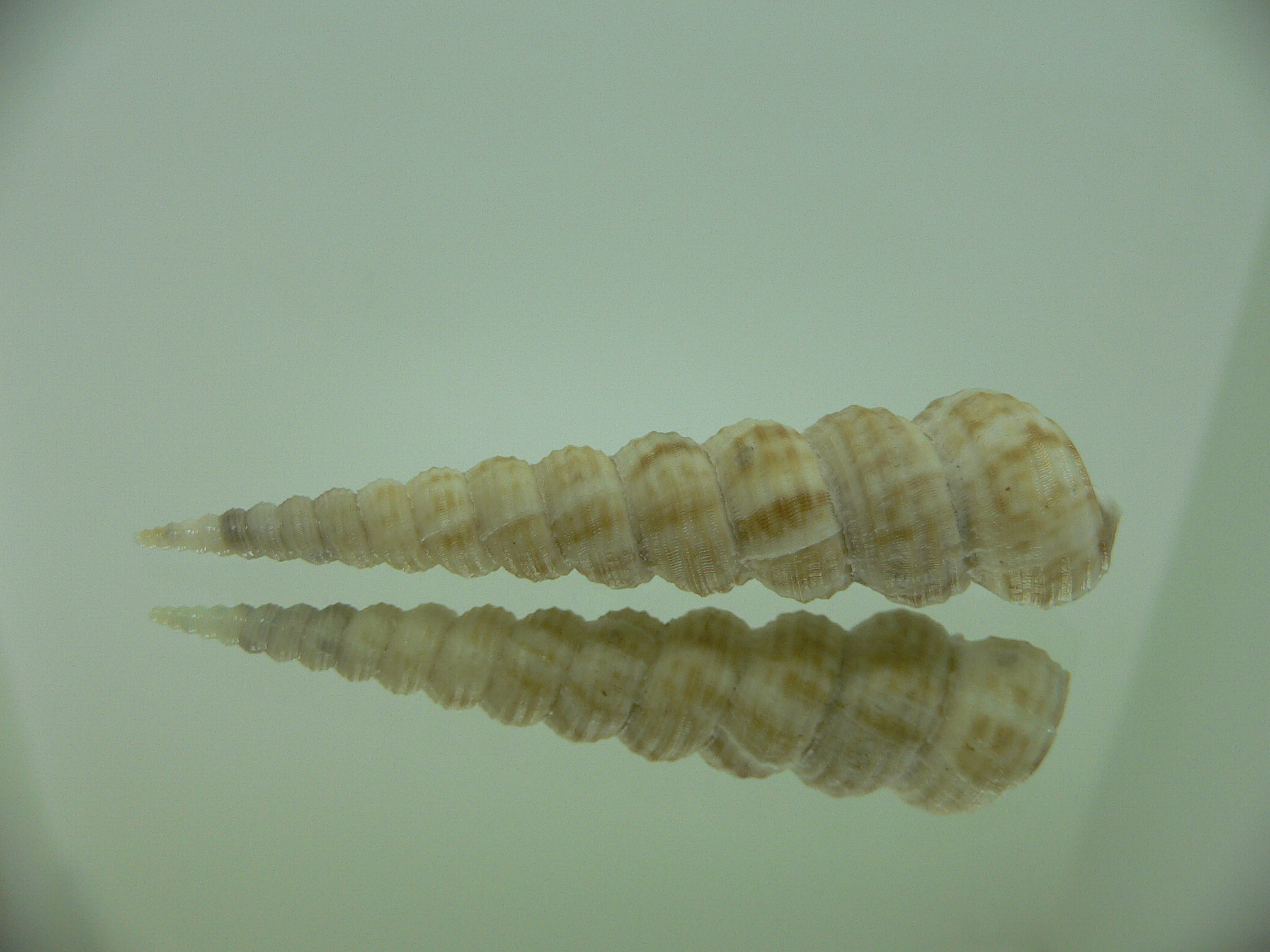 Eglisia tricorinata Dead GIANT