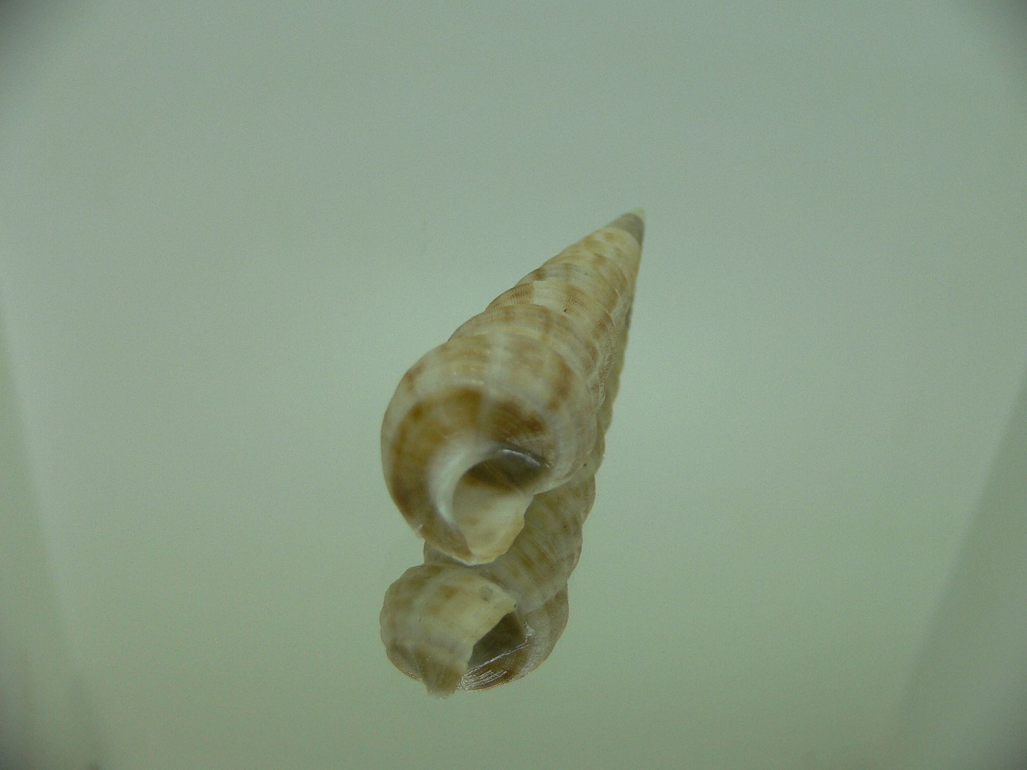 Eglisia tricorinata Dead GIANT
