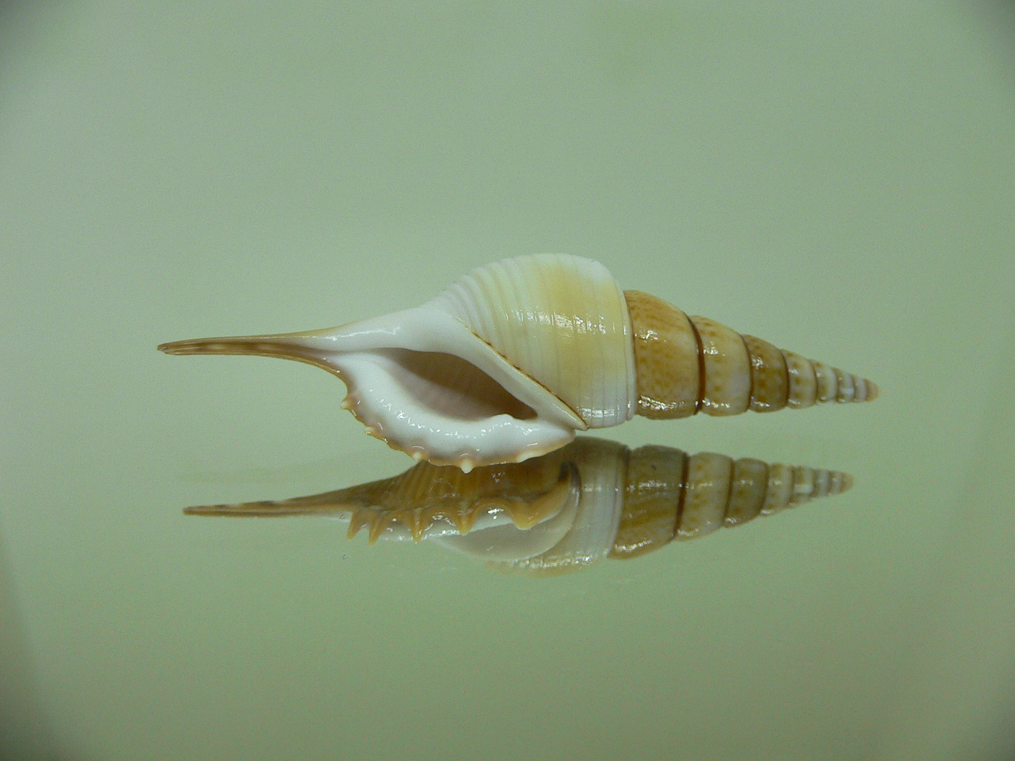 Rimellopsis powisii