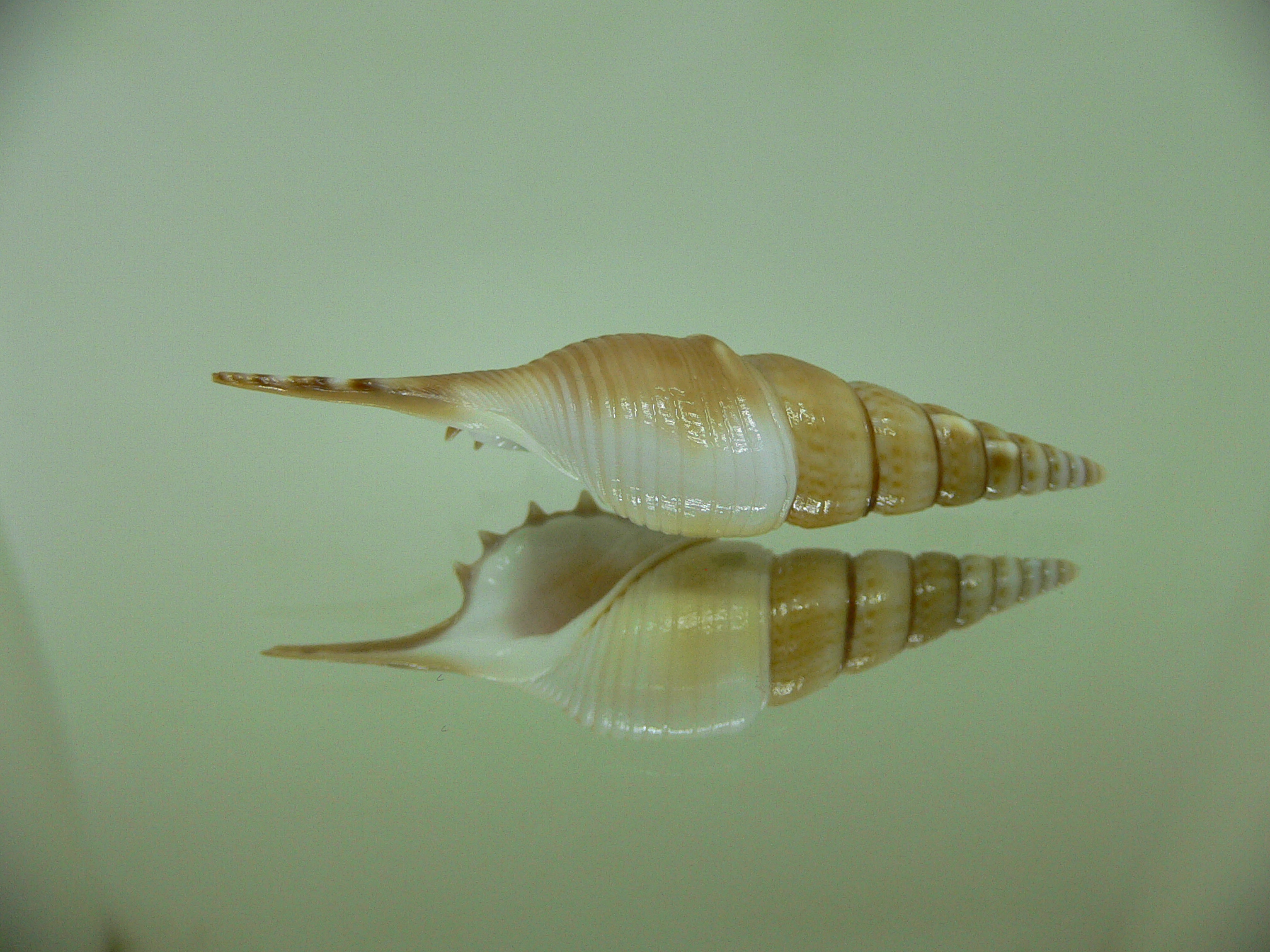 Rimellopsis powisii