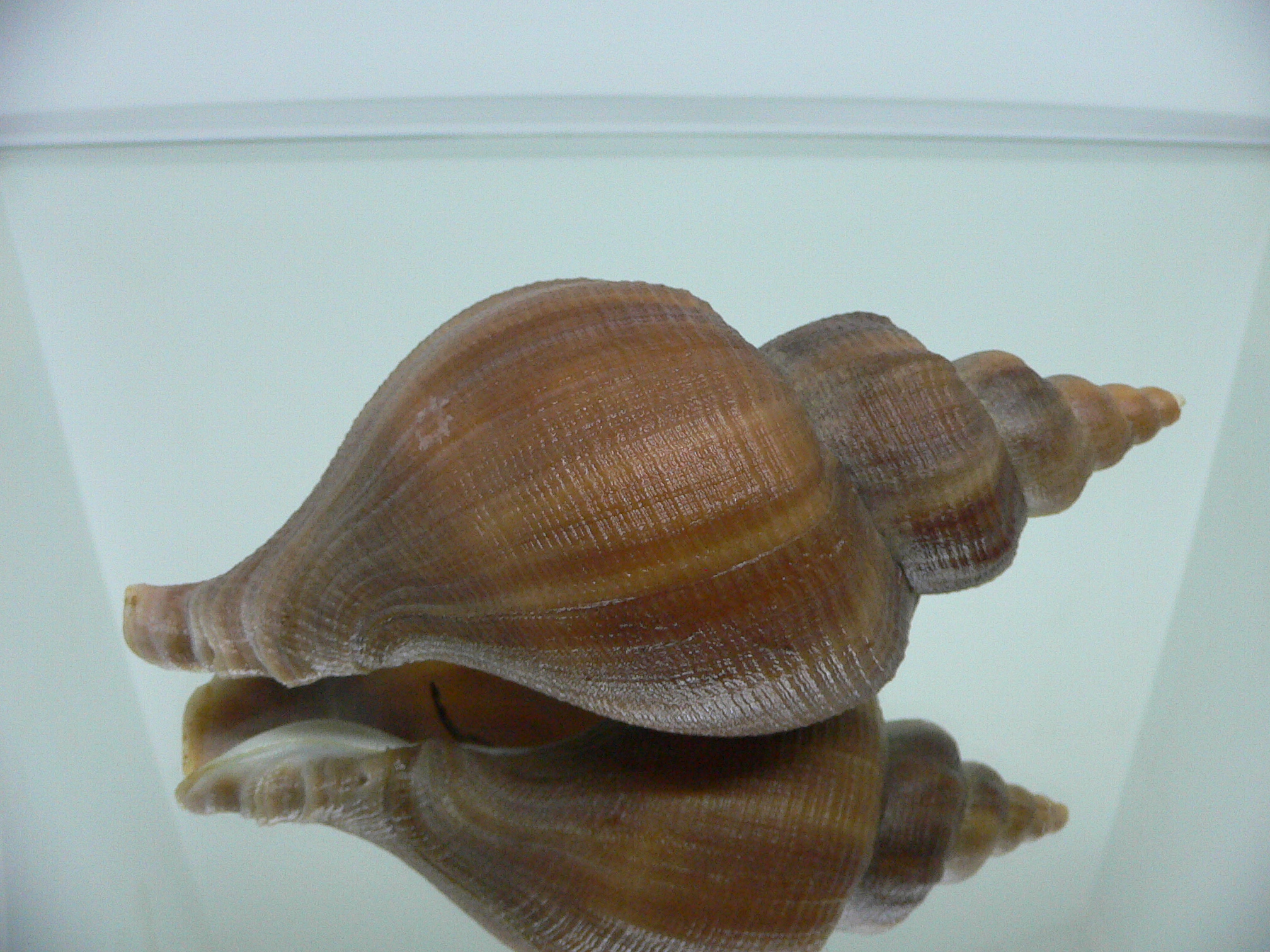Neptunea constricta SUPER LIP