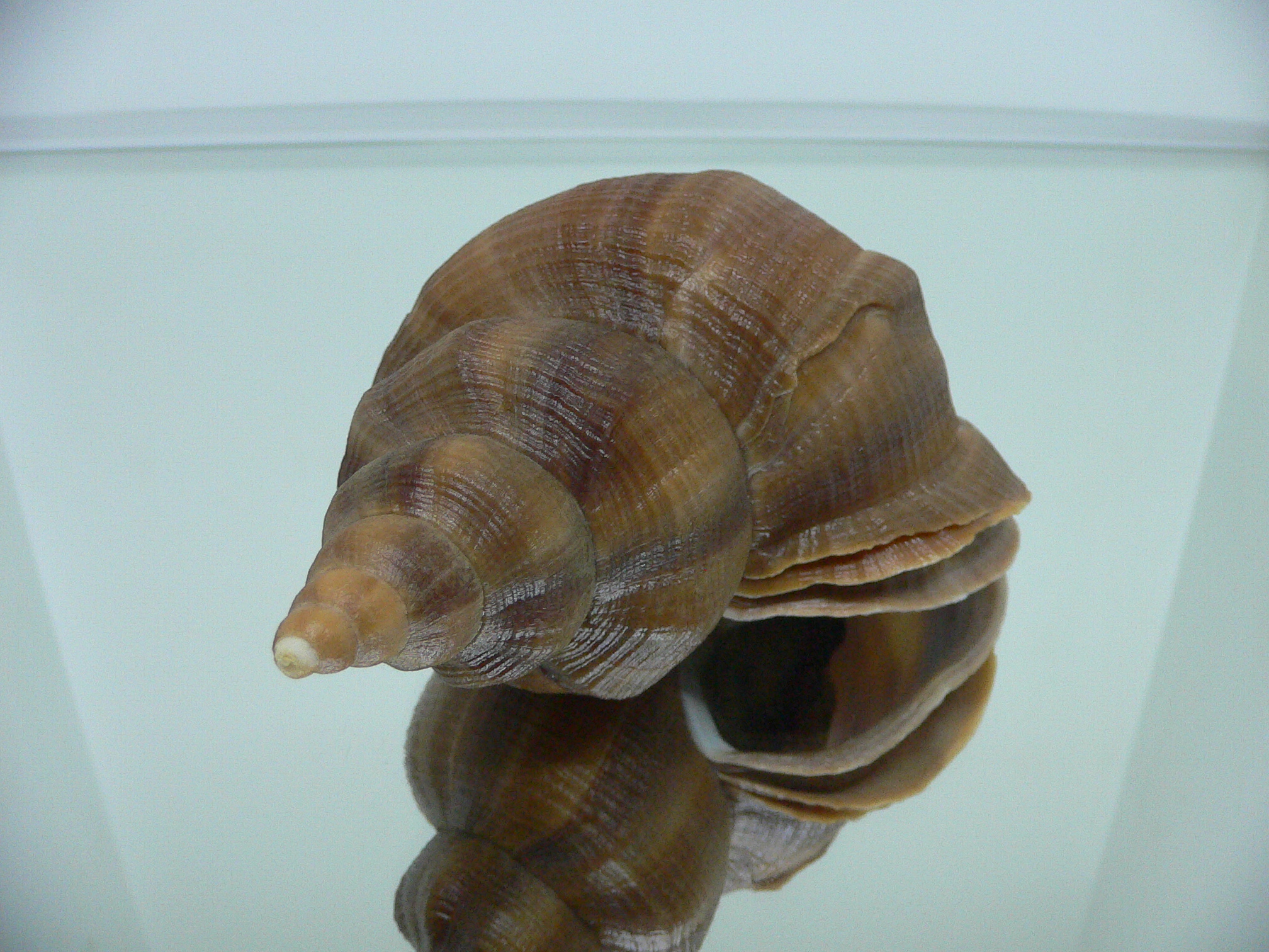 Neptunea constricta SUPER LIP