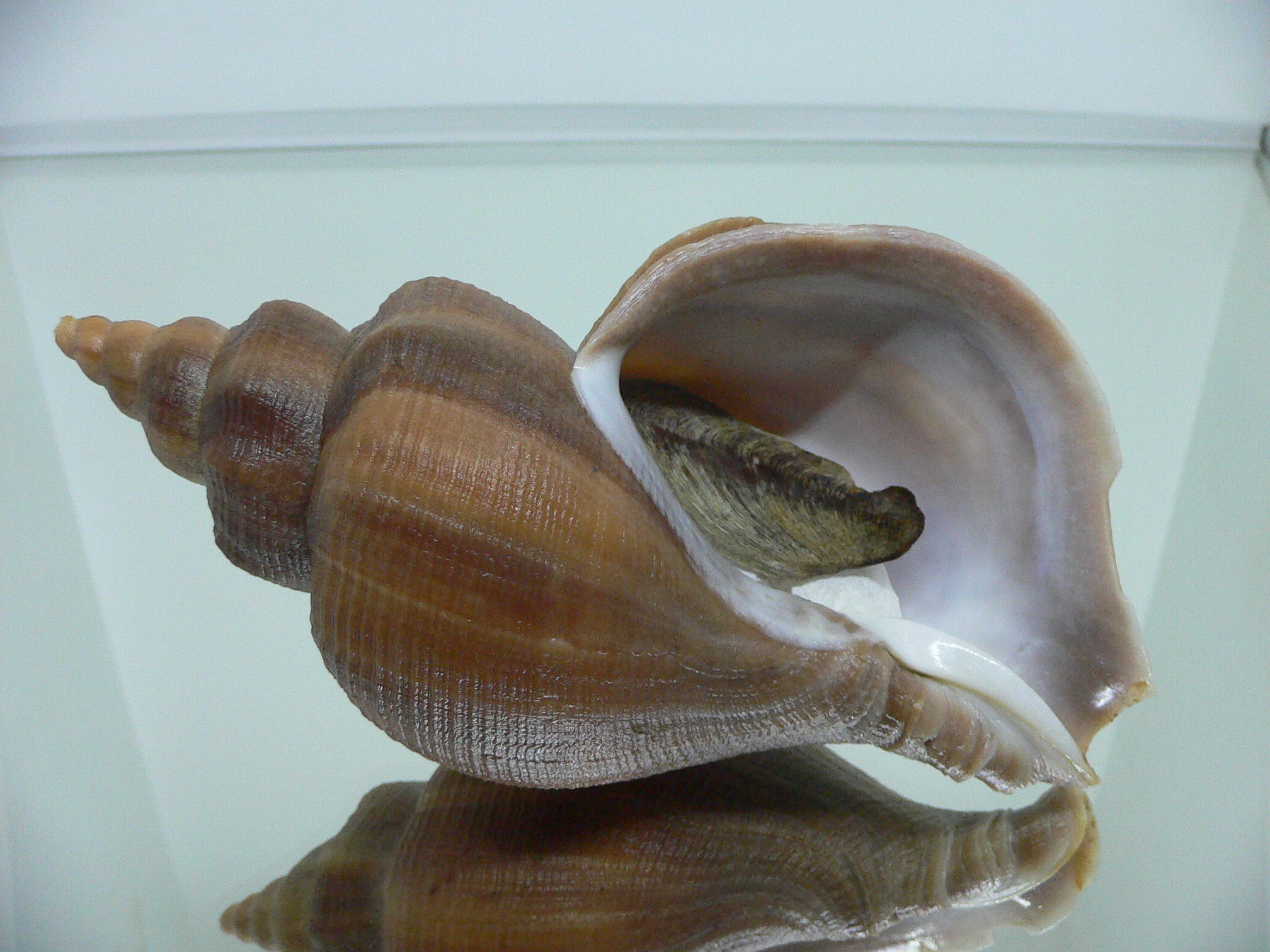 Neptunea constricta SUPER LIP