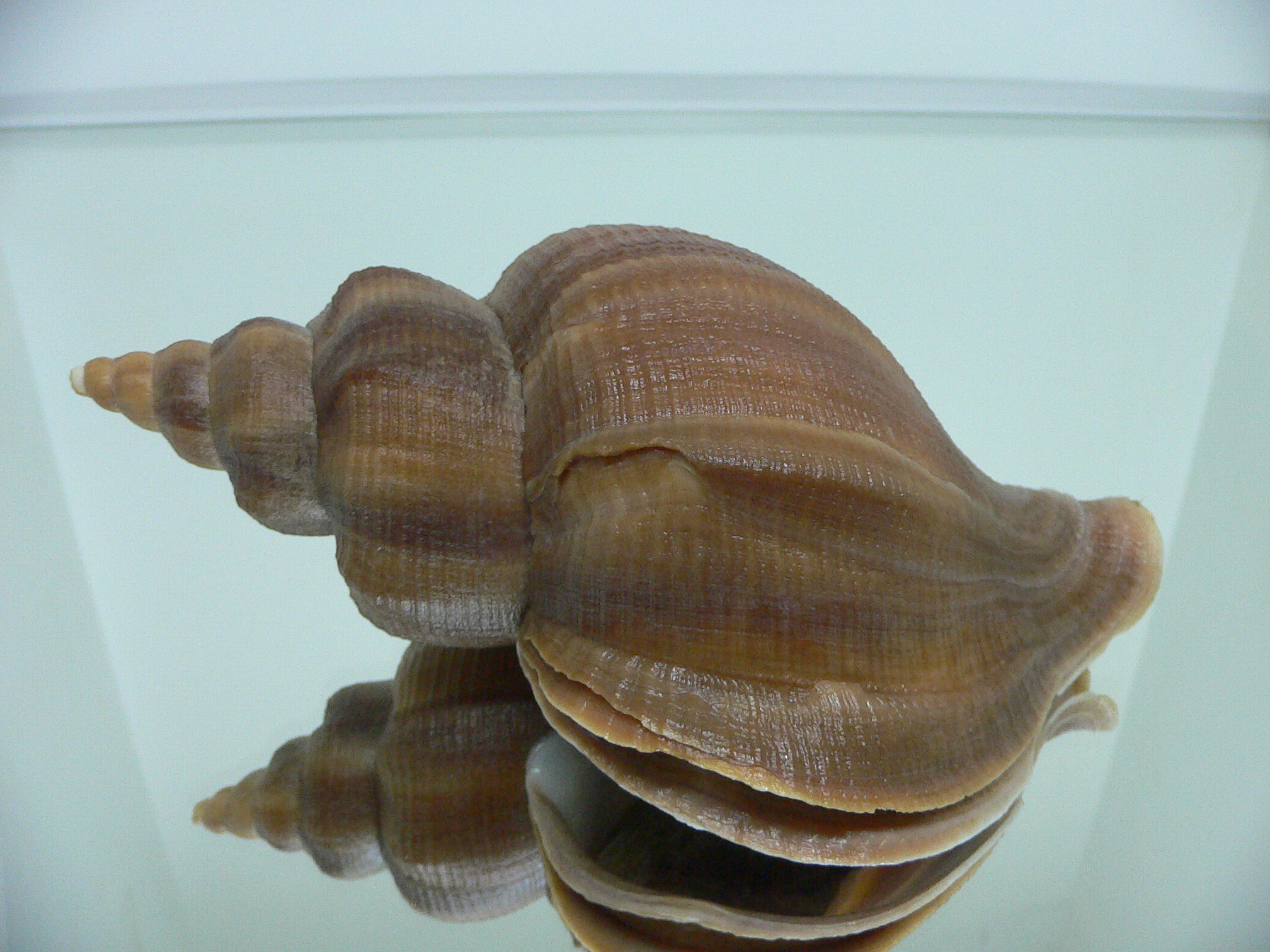 Neptunea constricta SUPER LIP