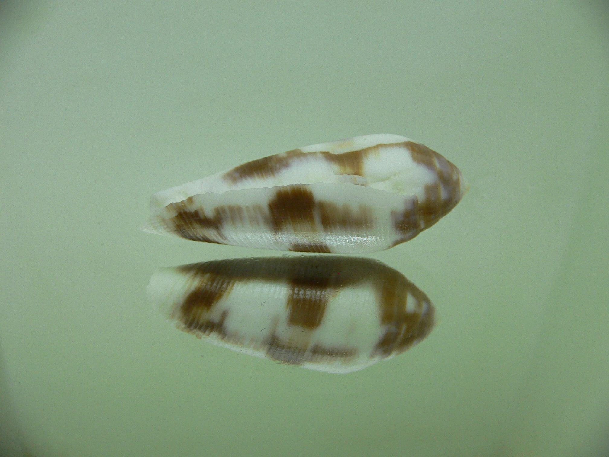 Conus violaceus (dead)