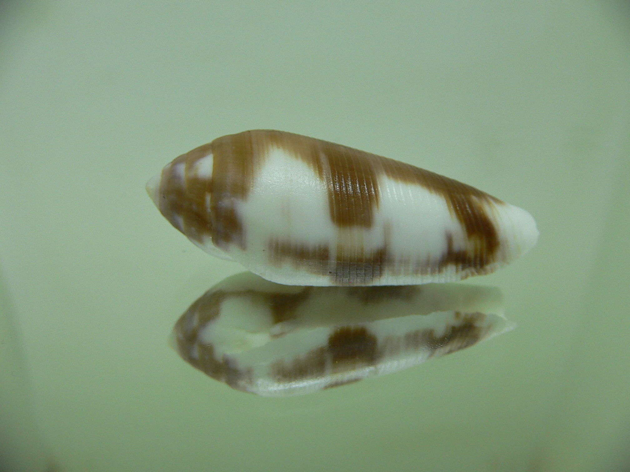 Conus violaceus (dead)