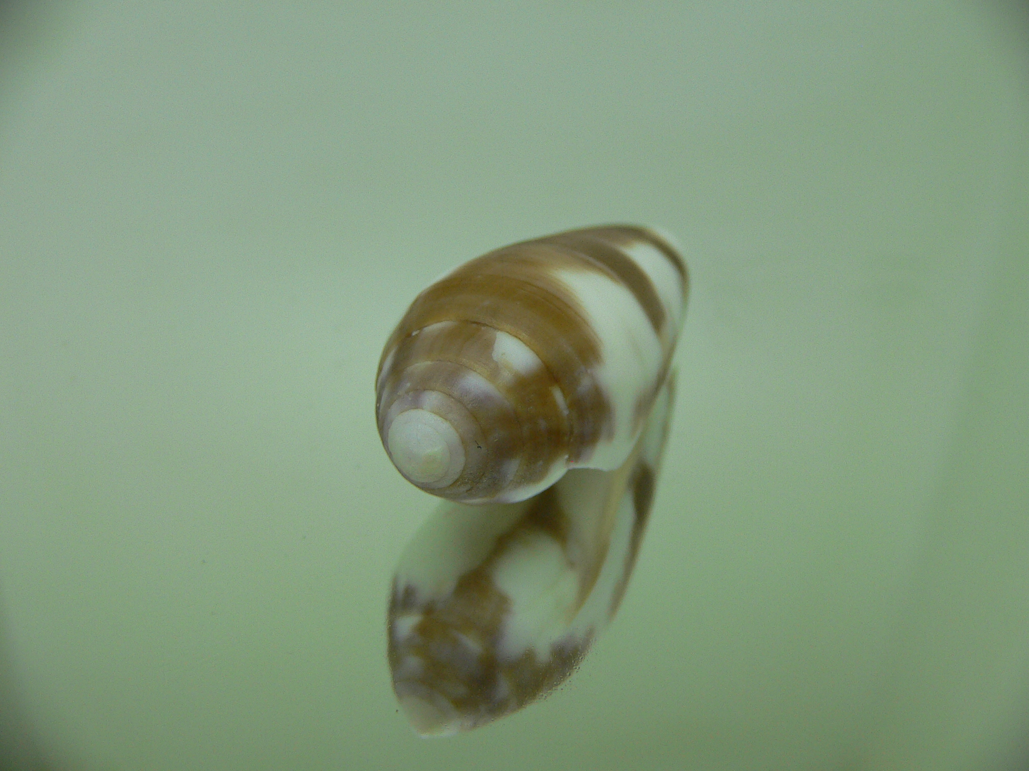 Conus violaceus (dead)