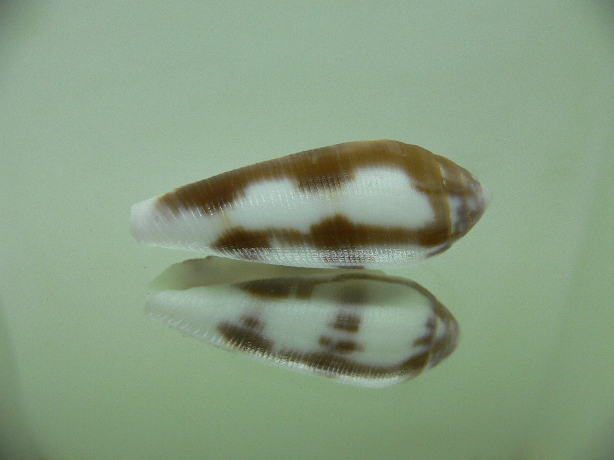 Conus violaceus (dead)